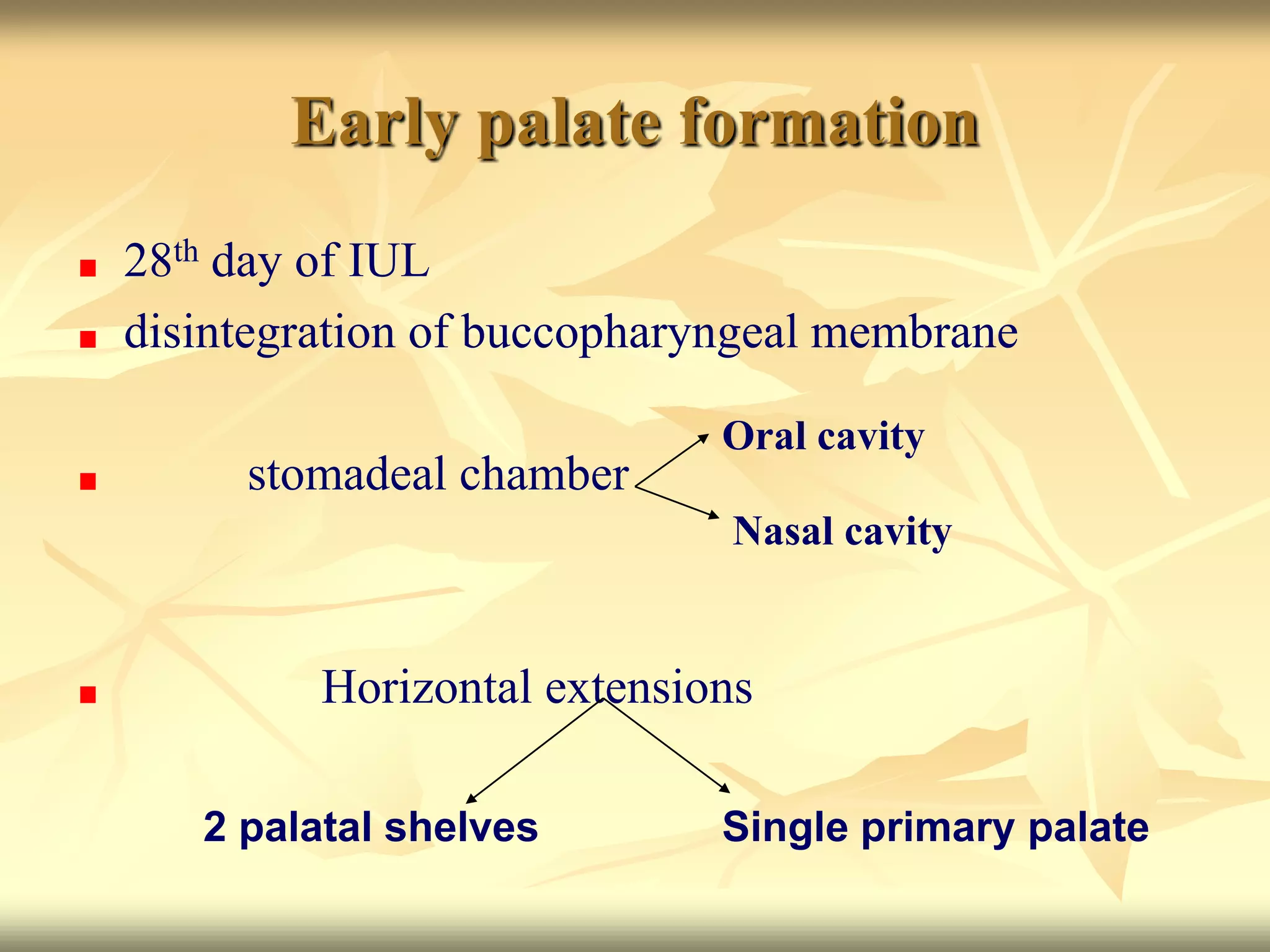 Early palate formation
28th day of IUL
disintegration of buccopharyngeal membrane
stomadeal chamber
Horizontal extensions
Oral cavity
Nasal cavity
2 palatal shelves Single primary palate
 