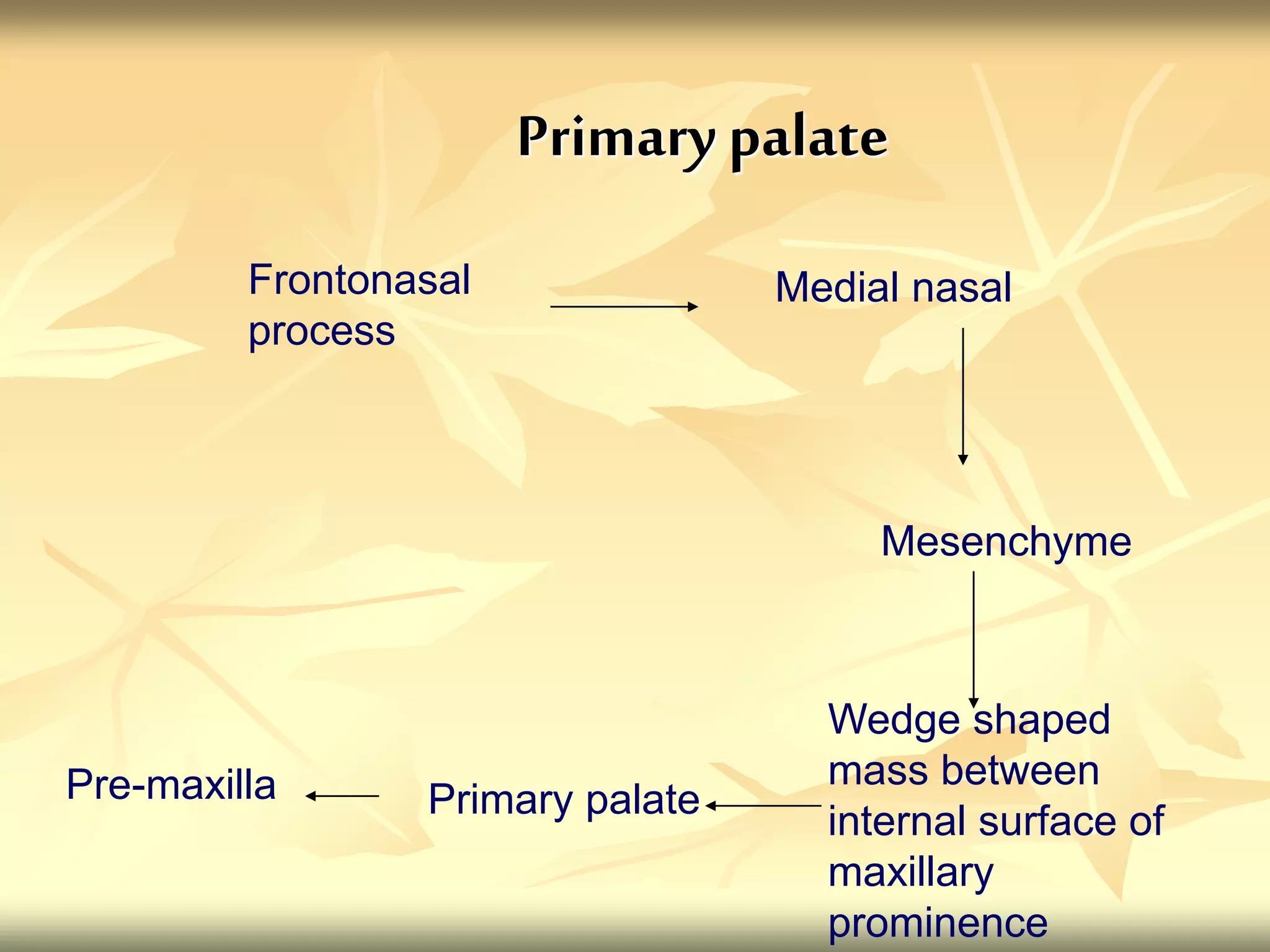 Primary palate
Frontonasal
process
Medial nasal
Mesenchyme
Wedge shaped
mass between
internal surface of
maxillary
prominence
Primary palate
Pre-maxilla
 