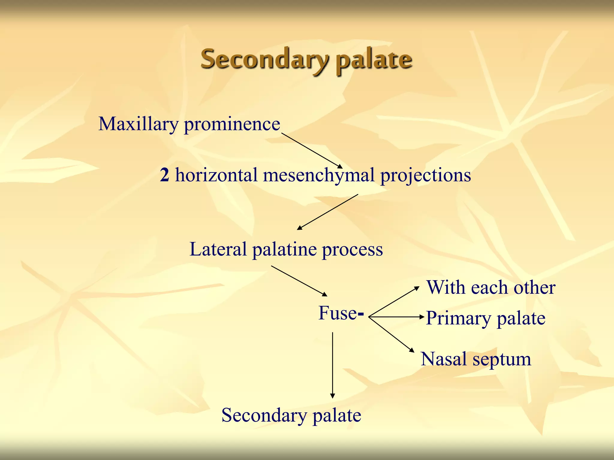 Secondarypalate
Maxillary prominence
Lateral palatine process
Fuse-
With each other
Primary palate
Nasal septum
Secondary palate
2 horizontal mesenchymal projections
 