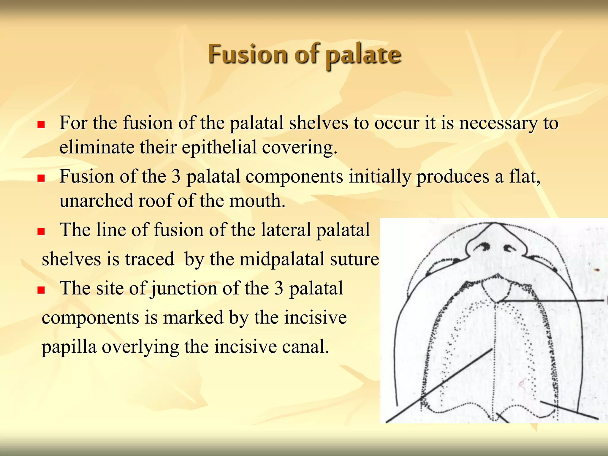 Fusion ofpalate
 For the fusion of the palatal shelves to occur it is necessary to
eliminate their epithelial covering.
 Fusion of the 3 palatal components initially produces a flat,
unarched roof of the mouth.
 The line of fusion of the lateral palatal
shelves is traced by the midpalatal suture
 The site of junction of the 3 palatal
components is marked by the incisive
papilla overlying the incisive canal.
 