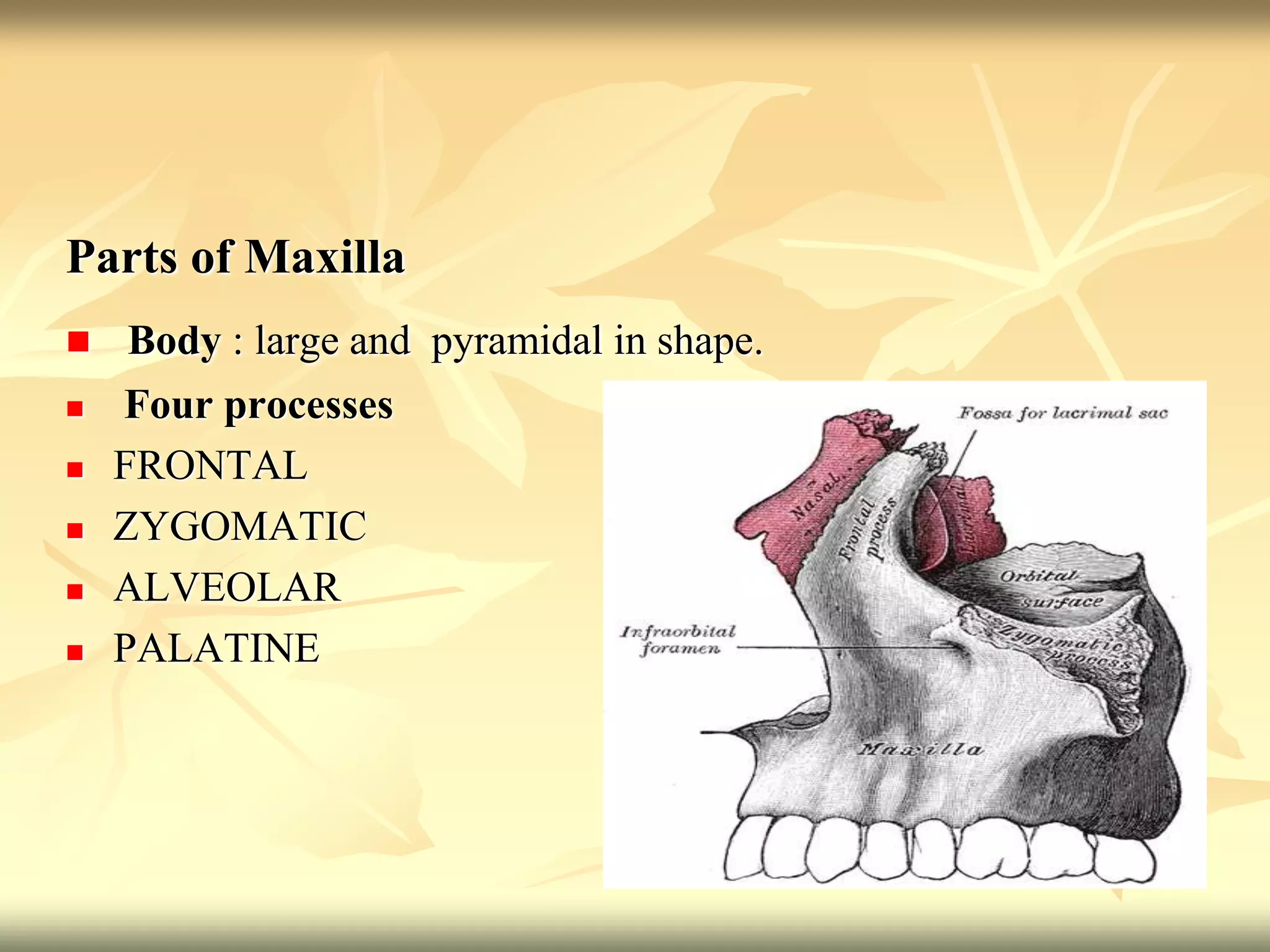 Parts of Maxilla
 Body : large and pyramidal in shape.
 Four processes
 FRONTAL
 ZYGOMATIC
 ALVEOLAR
 PALATINE
 