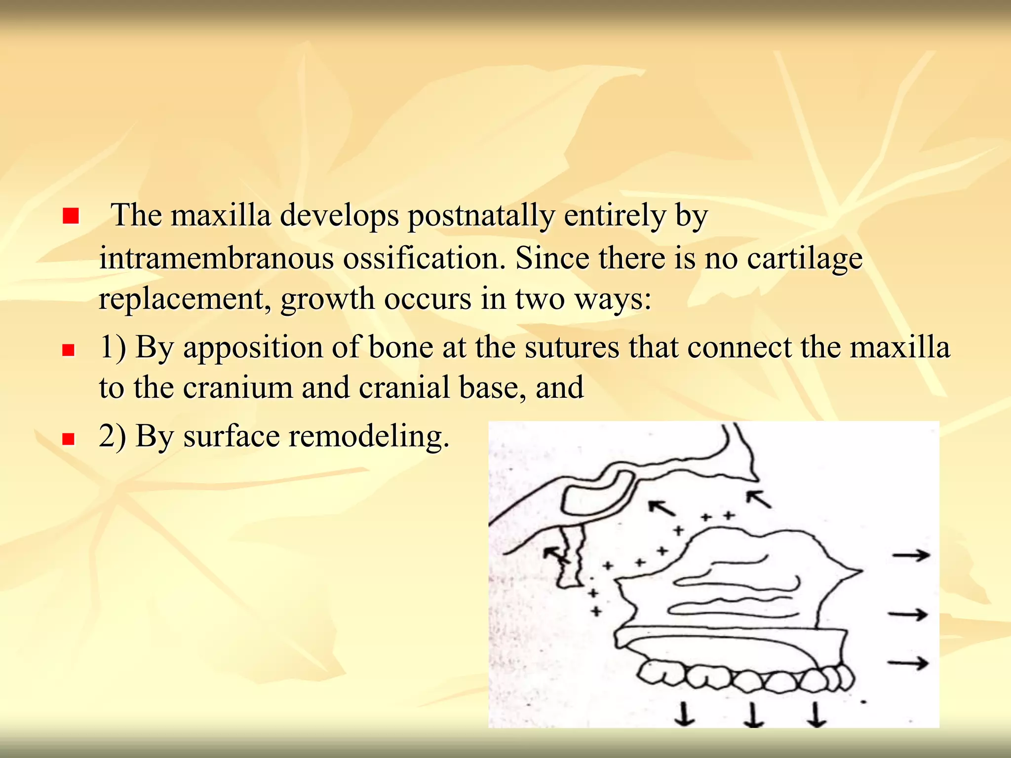  The maxilla develops postnatally entirely by
intramembranous ossification. Since there is no cartilage
replacement, growth occurs in two ways:
 1) By apposition of bone at the sutures that connect the maxilla
to the cranium and cranial base, and
 2) By surface remodeling.
 