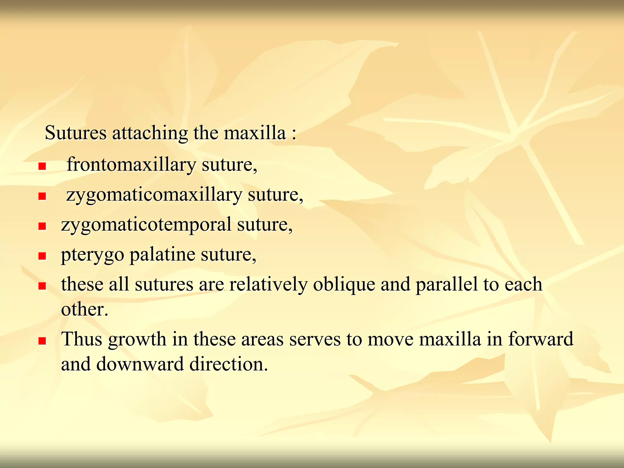 Sutures attaching the maxilla :
 frontomaxillary suture,
 zygomaticomaxillary suture,
 zygomaticotemporal suture,
 pterygo palatine suture,
 these all sutures are relatively oblique and parallel to each
other.
 Thus growth in these areas serves to move maxilla in forward
and downward direction.
 