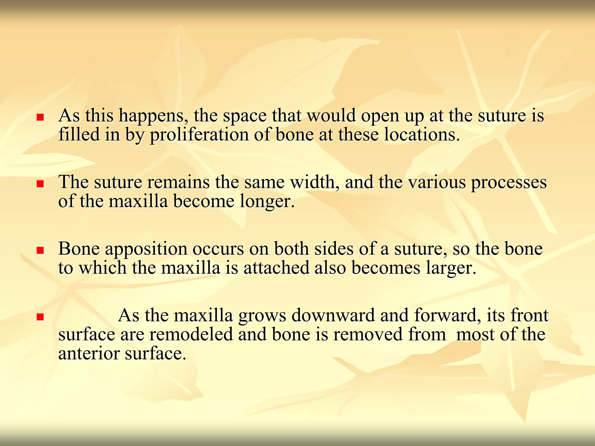  As this happens, the space that would open up at the suture is
filled in by proliferation of bone at these locations.
 The suture remains the same width, and the various processes
of the maxilla become longer.
 Bone apposition occurs on both sides of a suture, so the bone
to which the maxilla is attached also becomes larger.
 As the maxilla grows downward and forward, its front
surface are remodeled and bone is removed from most of the
anterior surface.
 