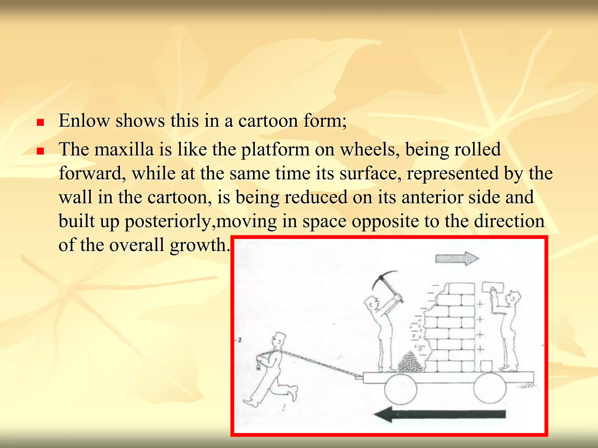  Enlow shows this in a cartoon form;
 The maxilla is like the platform on wheels, being rolled
forward, while at the same time its surface, represented by the
wall in the cartoon, is being reduced on its anterior side and
built up posteriorly,moving in space opposite to the direction
of the overall growth.
 