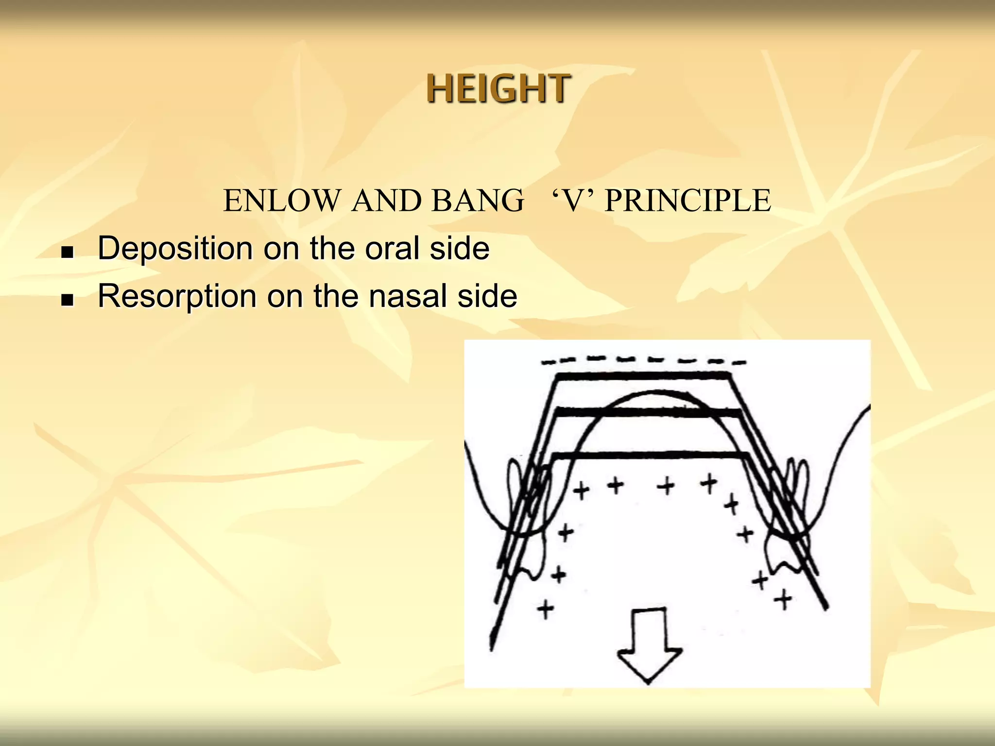 HEIGHT
ENLOW AND BANG ‘V’ PRINCIPLE
 Deposition on the oral side
 Resorption on the nasal side
 