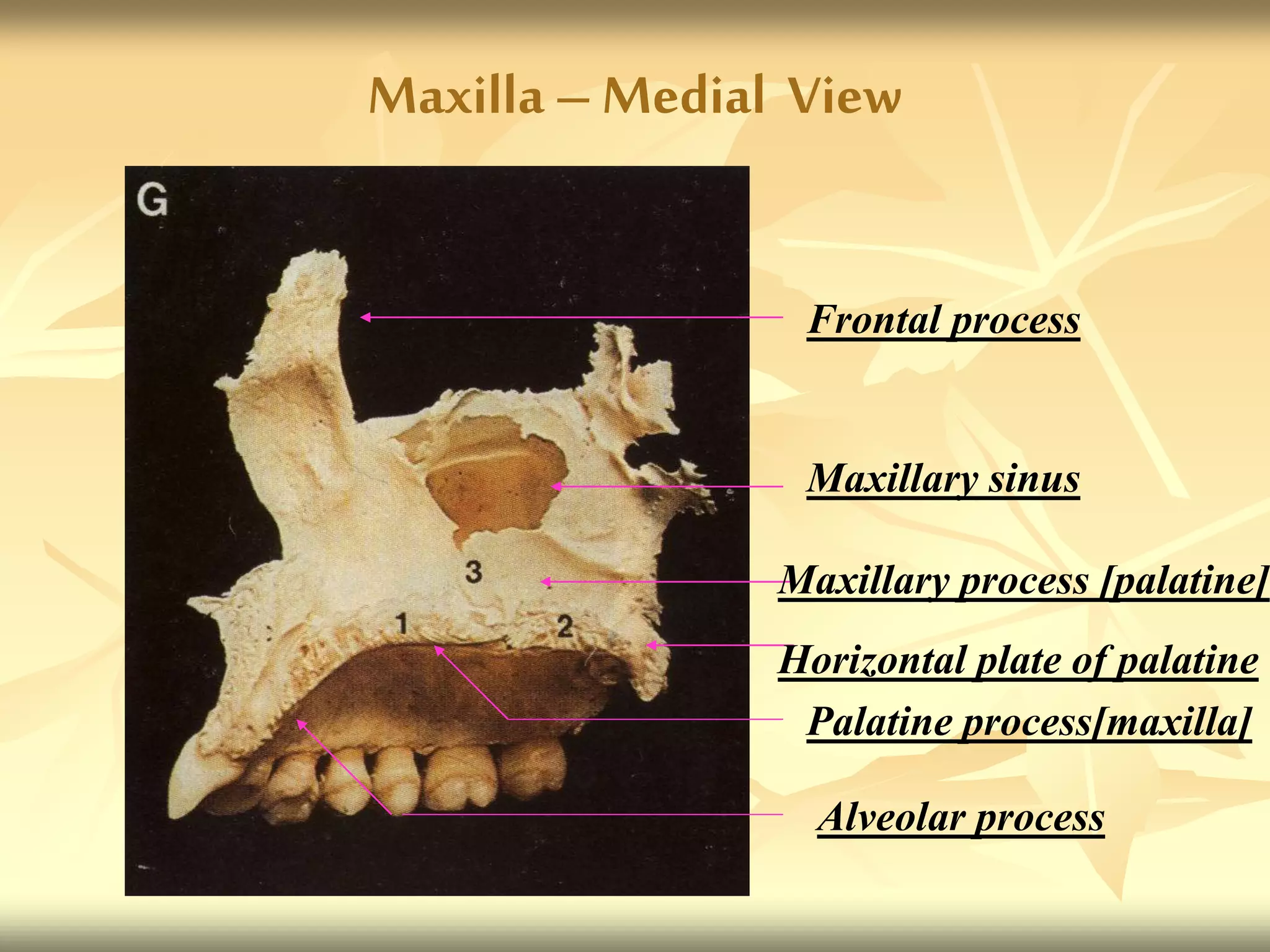 Maxillary sinus
Frontal process
Alveolar process
Maxilla –Medial View
Maxillary process [palatine]
Horizontal plate of palatine
Palatine process[maxilla]
 