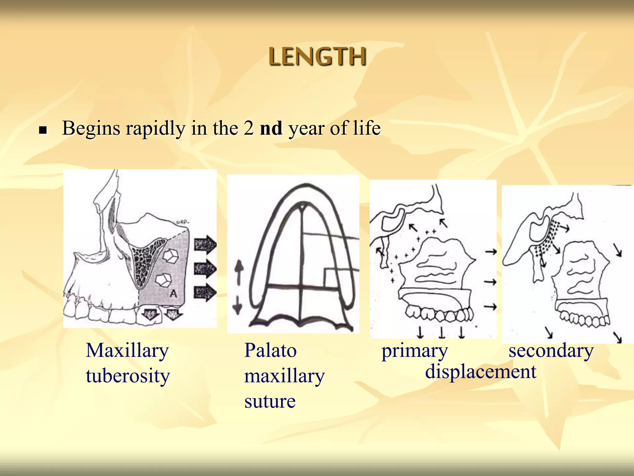 LENGTH
 Begins rapidly in the 2 nd year of life
Maxillary
tuberosity
Palato
maxillary
suture
primary secondary
displacement
 
