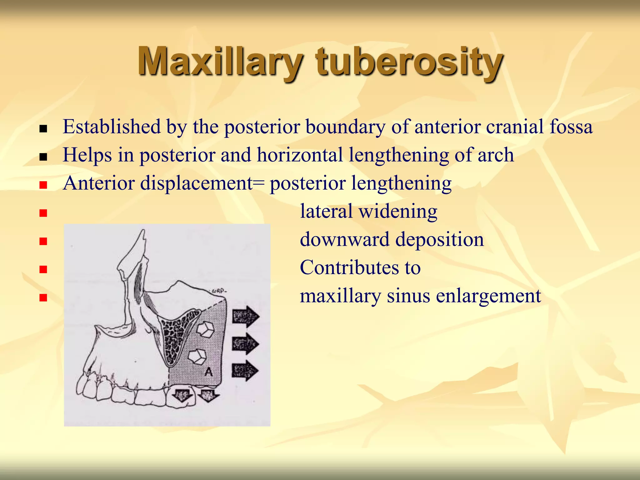 Maxillary tuberosity
 Established by the posterior boundary of anterior cranial fossa
 Helps in posterior and horizontal lengthening of arch
 Anterior displacement= posterior lengthening
 lateral widening
 downward deposition
 Contributes to
 maxillary sinus enlargement
 