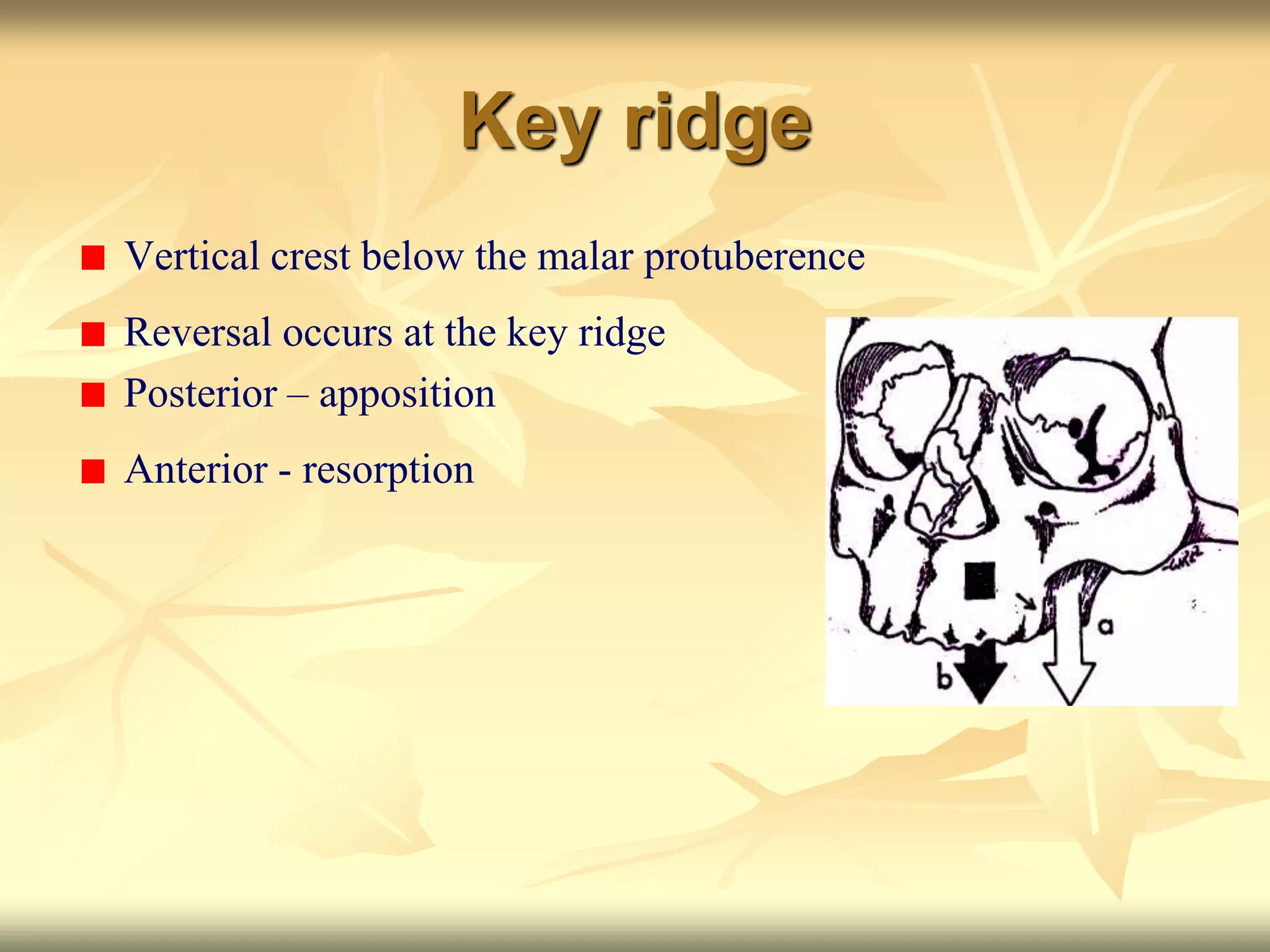 Key ridge
Vertical crest below the malar protuberence
Reversal occurs at the key ridge
Posterior – apposition
Anterior - resorption
 