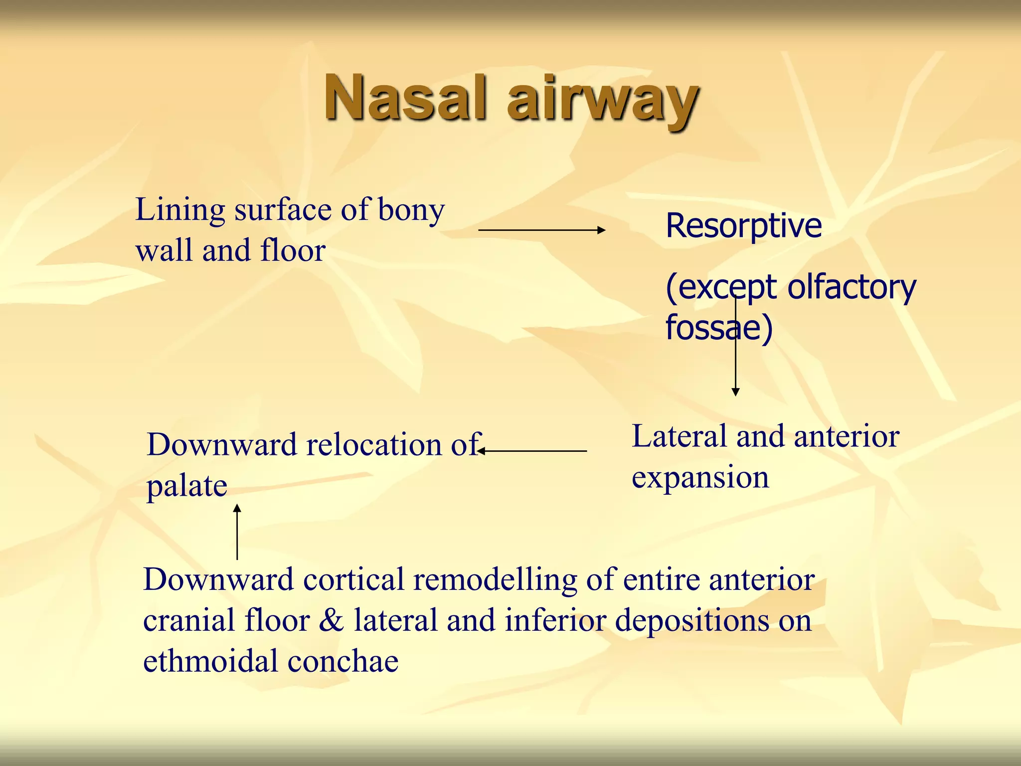 Nasal airway
Lining surface of bony
wall and floor
Resorptive
(except olfactory
fossae)
Downward relocation of
palate
Lateral and anterior
expansion
Downward cortical remodelling of entire anterior
cranial floor & lateral and inferior depositions on
ethmoidal conchae
 