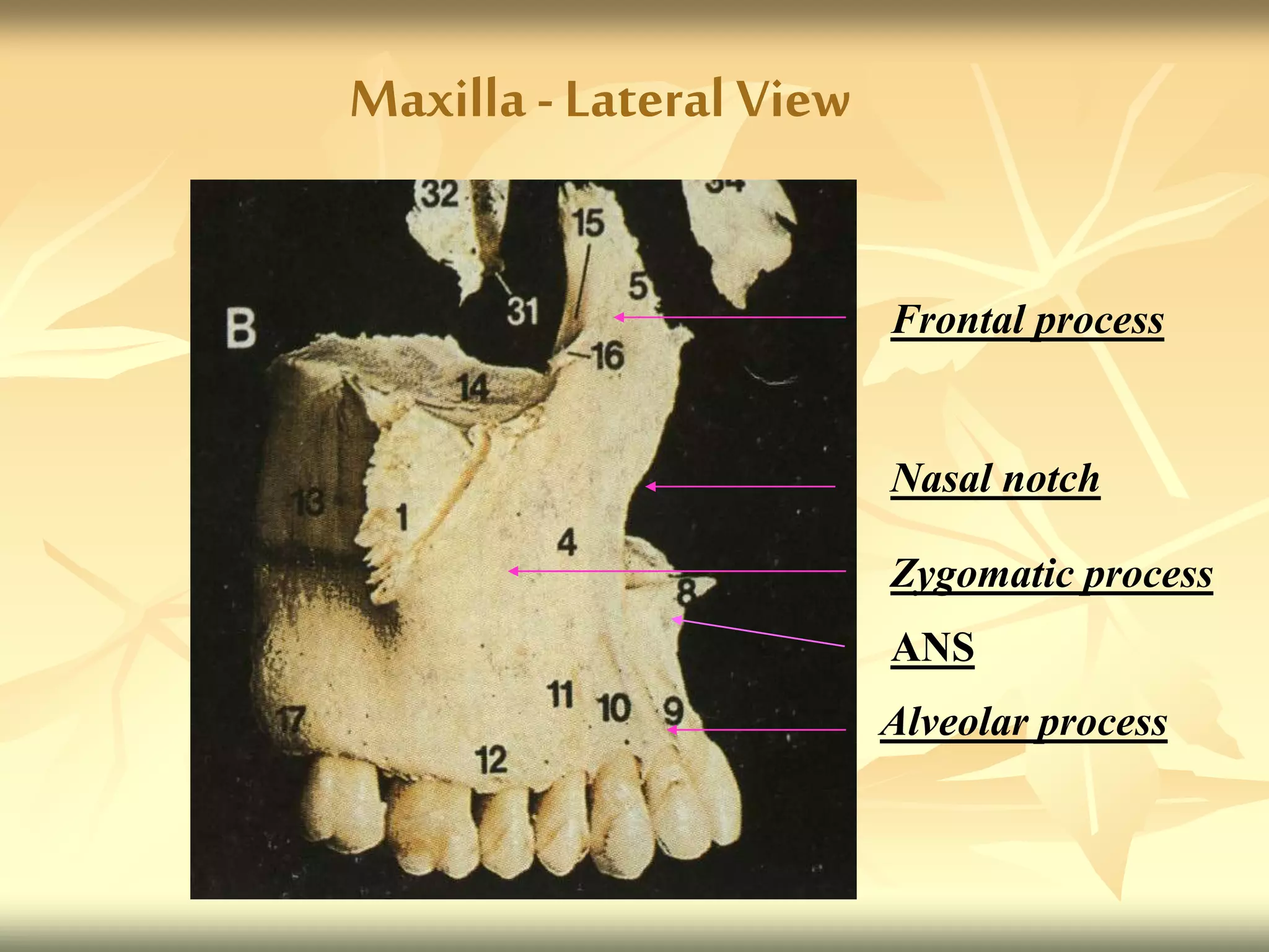 Nasal notch
ANS
Alveolar process
Maxilla -Lateral View
Frontal process
Zygomatic process
 