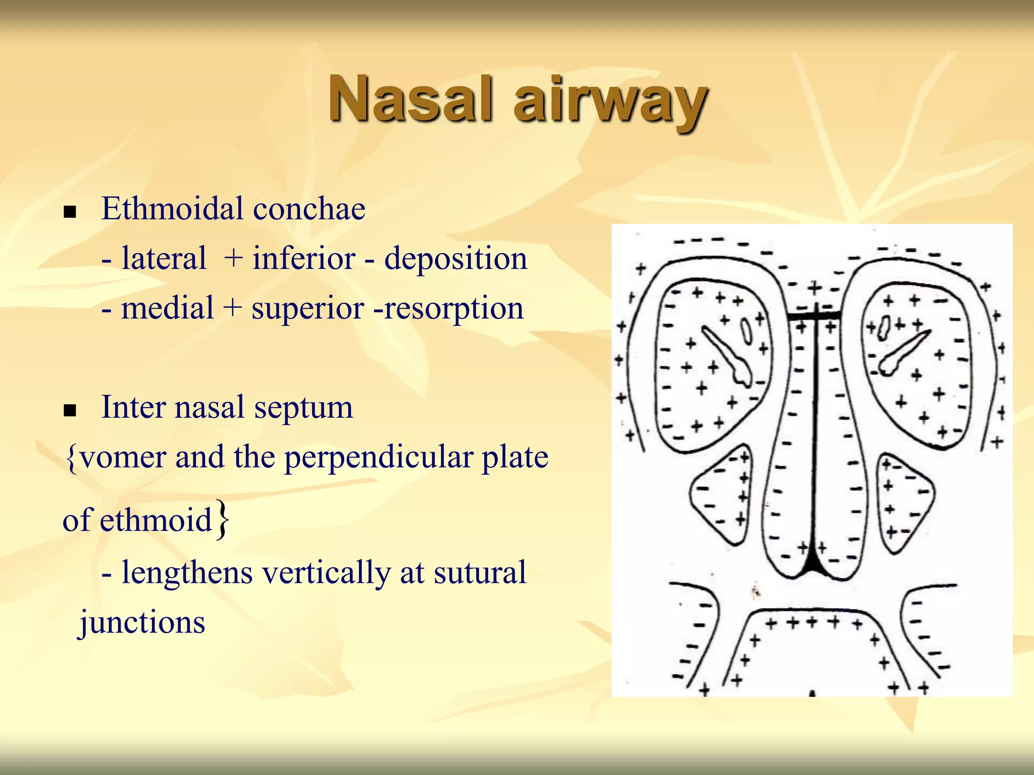 Nasal airway
 Ethmoidal conchae
- lateral + inferior - deposition
- medial + superior -resorption
 Inter nasal septum
{vomer and the perpendicular plate
of ethmoid}
- lengthens vertically at sutural
junctions
 