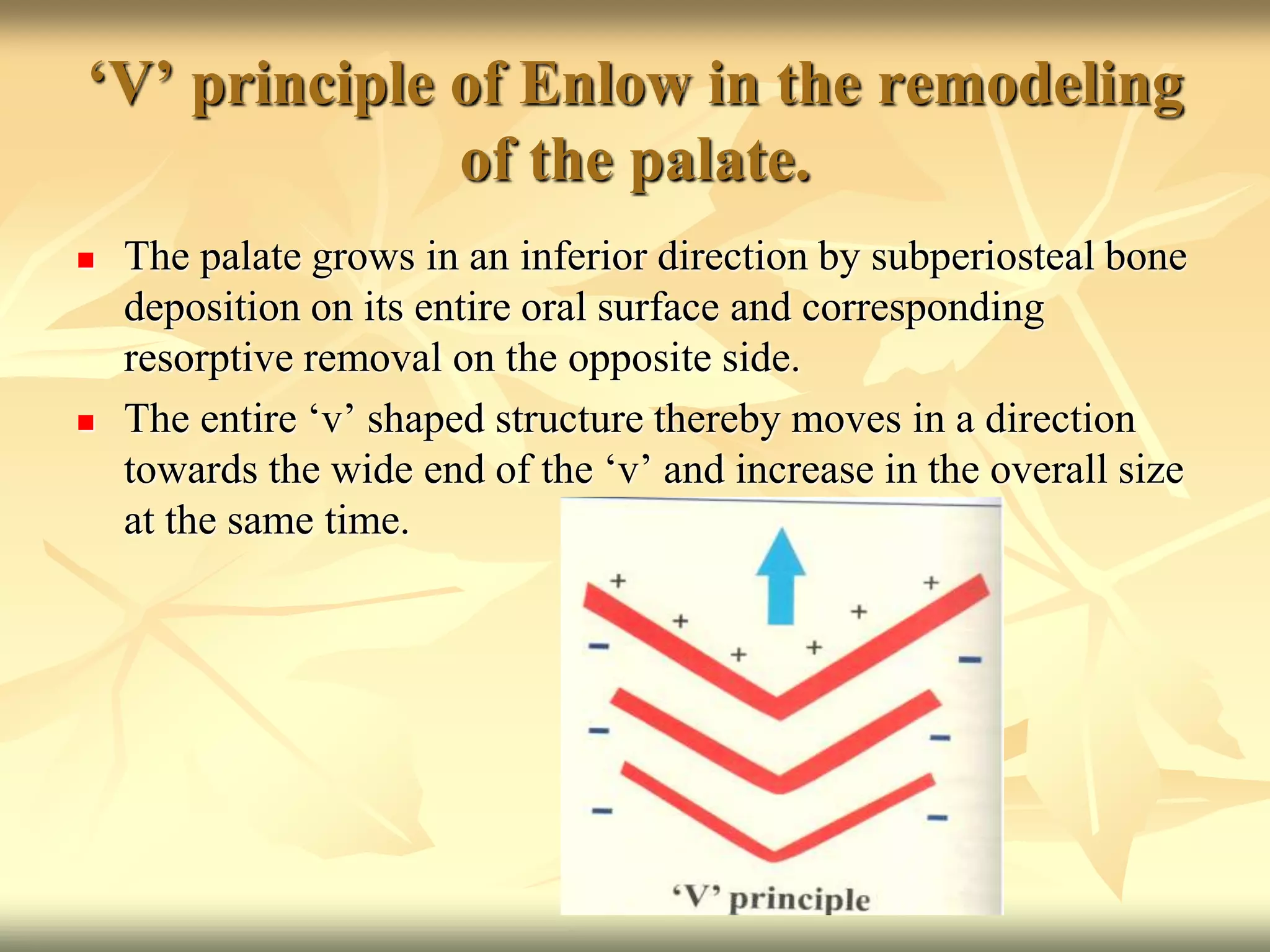 ‘V’ principle of Enlow in the remodeling
of the palate.
 The palate grows in an inferior direction by subperiosteal bone
deposition on its entire oral surface and corresponding
resorptive removal on the opposite side.
 The entire ‘v’ shaped structure thereby moves in a direction
towards the wide end of the ‘v’ and increase in the overall size
at the same time.
 