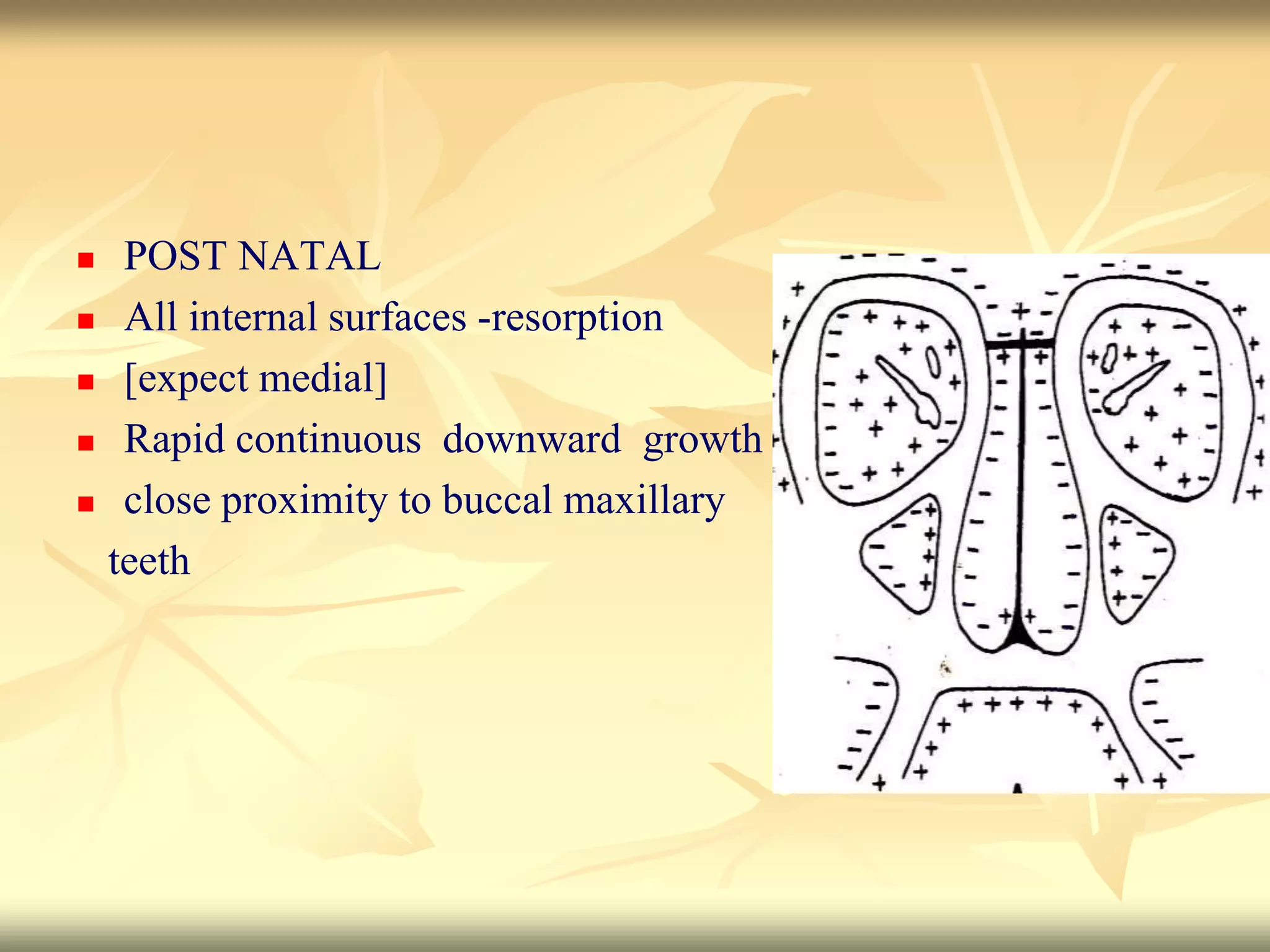  POST NATAL
 All internal surfaces -resorption
 [expect medial]
 Rapid continuous downward growth
 close proximity to buccal maxillary
teeth
 