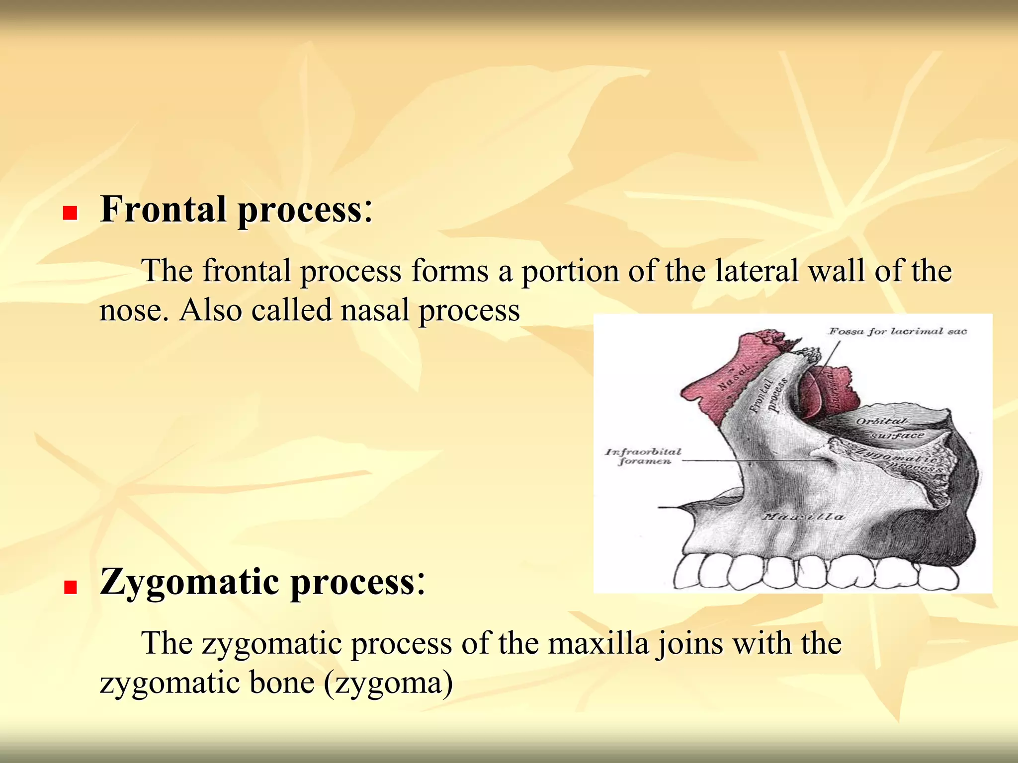  Frontal process:
The frontal process forms a portion of the lateral wall of the
nose. Also called nasal process
Zygomatic process:
The zygomatic process of the maxilla joins with the
zygomatic bone (zygoma)
 