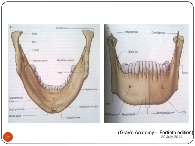 growth and development of the mandible 1 seminar mandible anatomy