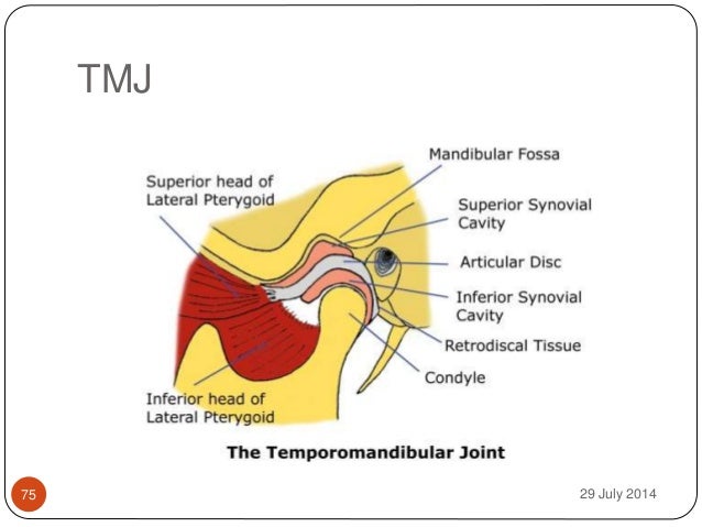 tmj diagram growth and development of the mandible 1 seminar tmj diagram growth and development of the mandible 1 seminar