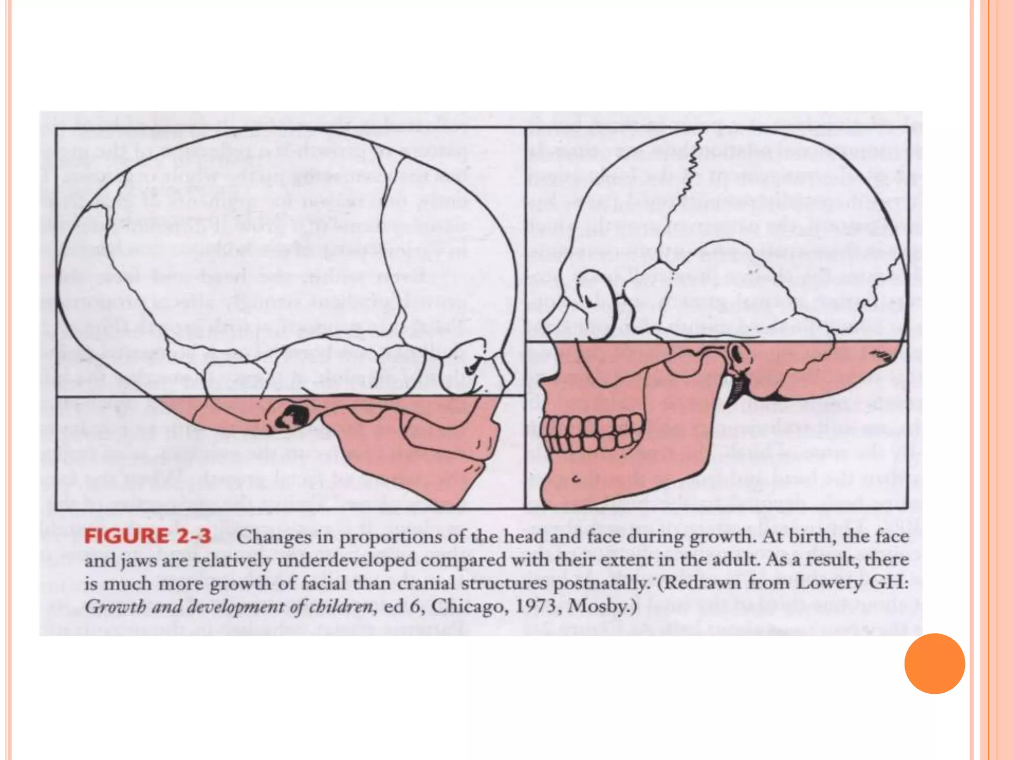 Cephalocaudal Gradient of
        growth
 