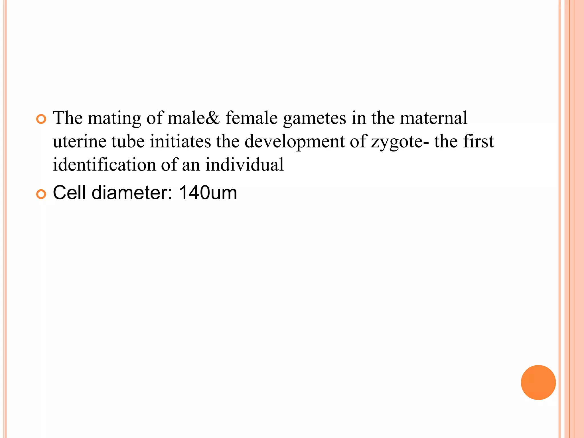  The mating of male& female gametes in the maternal
  uterine tube initiates the development of zygote- the first
  identification of an individual
 Cell diameter: 140um
 