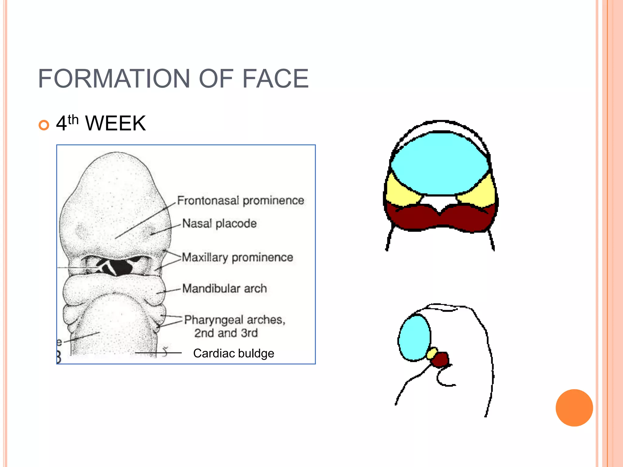 FORMATION OF FACE
   4th WEEK




               Cardiac buldge
 