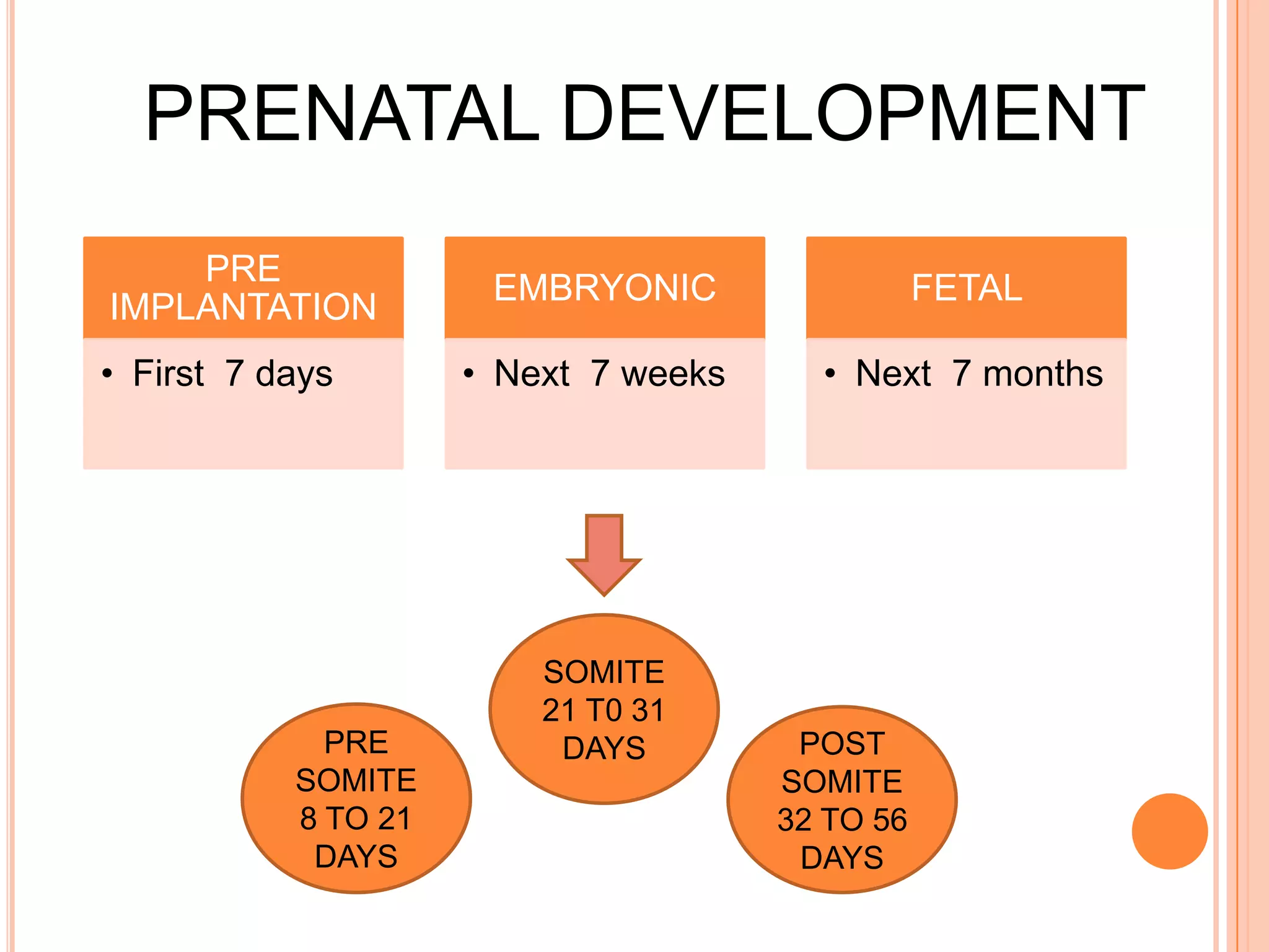 PRENATAL DEVELOPMENT
    PRE
                      EMBRYONIC                  FETAL
IMPLANTATION
• First 7 days       • Next 7 weeks     • Next 7 months




                         SOMITE
                         21 T0 31
             PRE          DAYS         POST
           SOMITE                     SOMITE
           8 TO 21                    32 TO 56
            DAYS                       DAYS
 