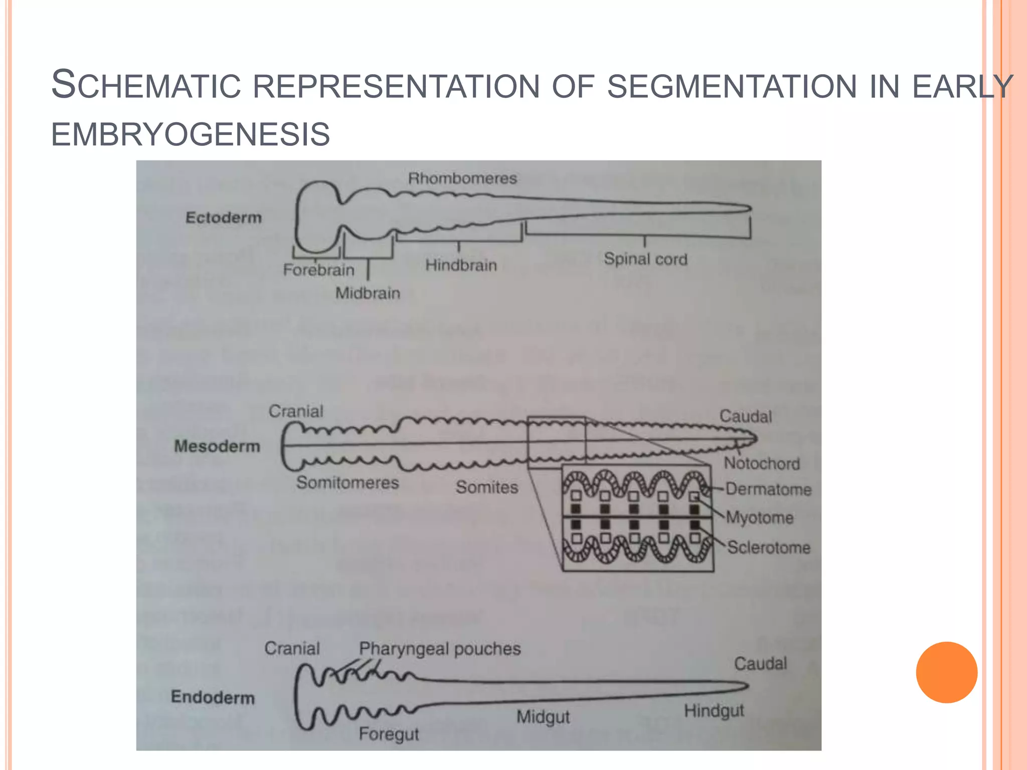 SCHEMATIC REPRESENTATION OF SEGMENTATION IN EARLY
EMBRYOGENESIS
 
