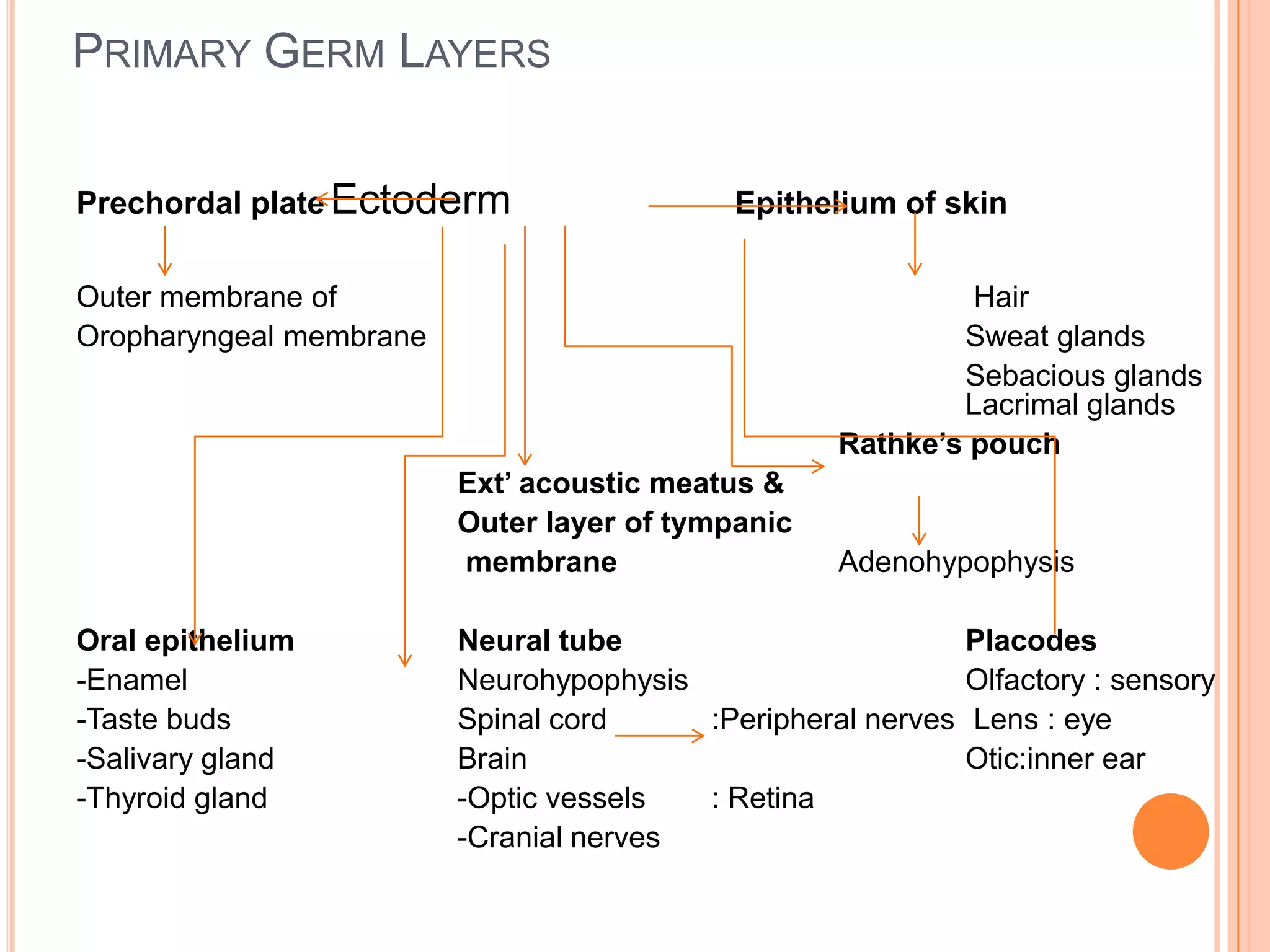 PRIMARY GERM LAYERS


Prechordal plate Ectoderm                   Epithelium of skin

Outer membrane of                                           Hair
Oropharyngeal membrane                                     Sweat glands
                                                           Sebacious glands
                                                           Lacrimal glands
                                                   Rathke’s pouch
                         Ext’ acoustic meatus &
                         Outer layer of tympanic
                         membrane                  Adenohypophysis

Oral epithelium          Neural tube                          Placodes
-Enamel                  Neurohypophysis                      Olfactory : sensory
-Taste buds              Spinal cord     :Peripheral nerves   Lens : eye
-Salivary gland          Brain                                Otic:inner ear
-Thyroid gland           -Optic vessels  : Retina
                         -Cranial nerves
 