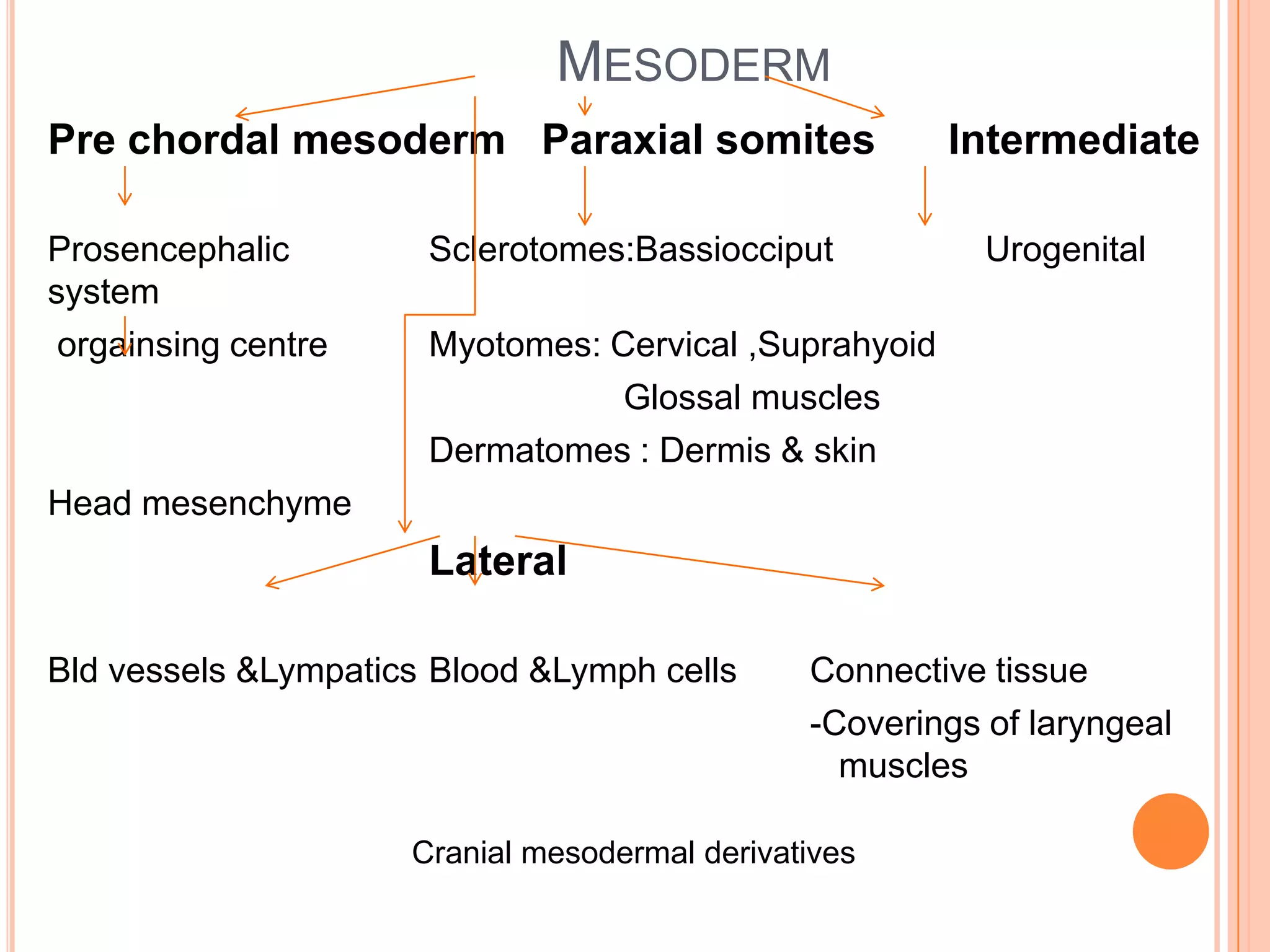 MESODERM
Pre chordal mesoderm Paraxial somites                  Intermediate

Prosencephalic        Sclerotomes:Bassiocciput            Urogenital
system
 orgainsing centre    Myotomes: Cervical ,Suprahyoid
                                 Glossal muscles
                      Dermatomes : Dermis & skin
Head mesenchyme
                      Lateral

Bld vessels &Lympatics Blood &Lymph cells      Connective tissue
                                               -Coverings of laryngeal
                                                 muscles

                     Cranial mesodermal derivatives
 