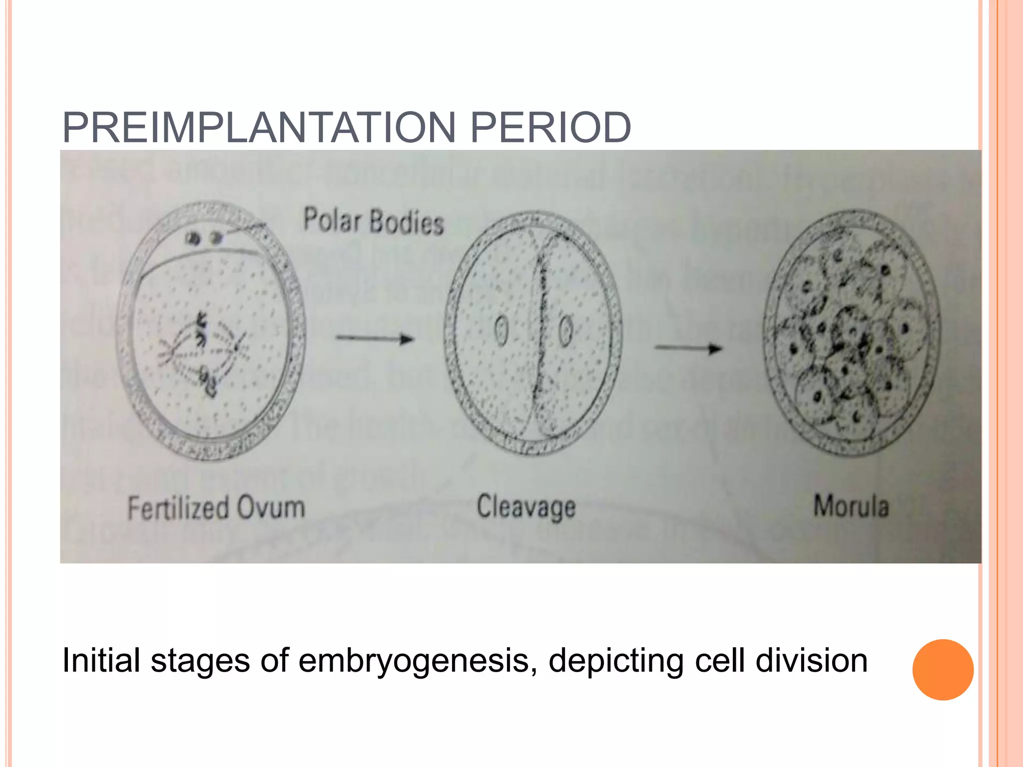 PREIMPLANTATION PERIOD




                  Morula




Initial stages of embryogenesis, depicting cell division
 