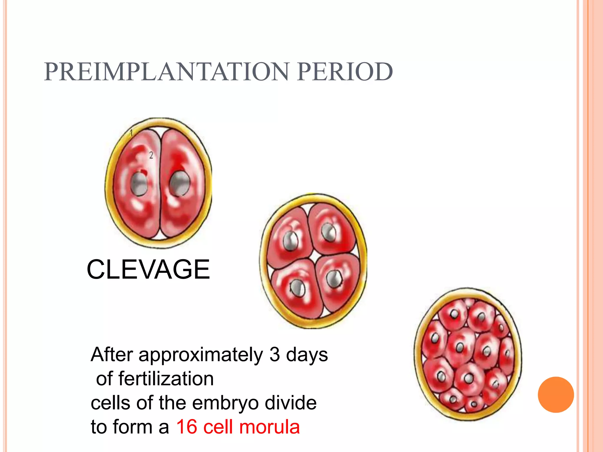 PREIMPLANTATION PERIOD




  CLEVAGE


  After approximately 3 days
   of fertilization
  cells of the embryo divide
  to form a 16 cell morula
 
