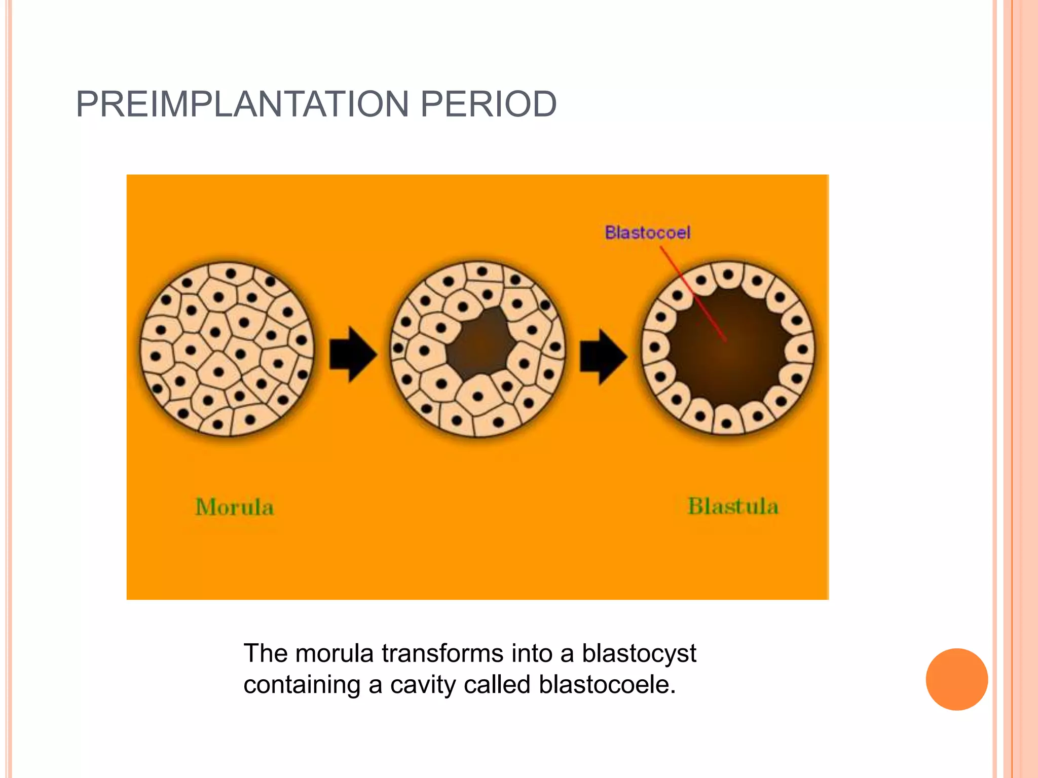 PREIMPLANTATION PERIOD




       The morula transforms into a blastocyst
       containing a cavity called blastocoele.
 