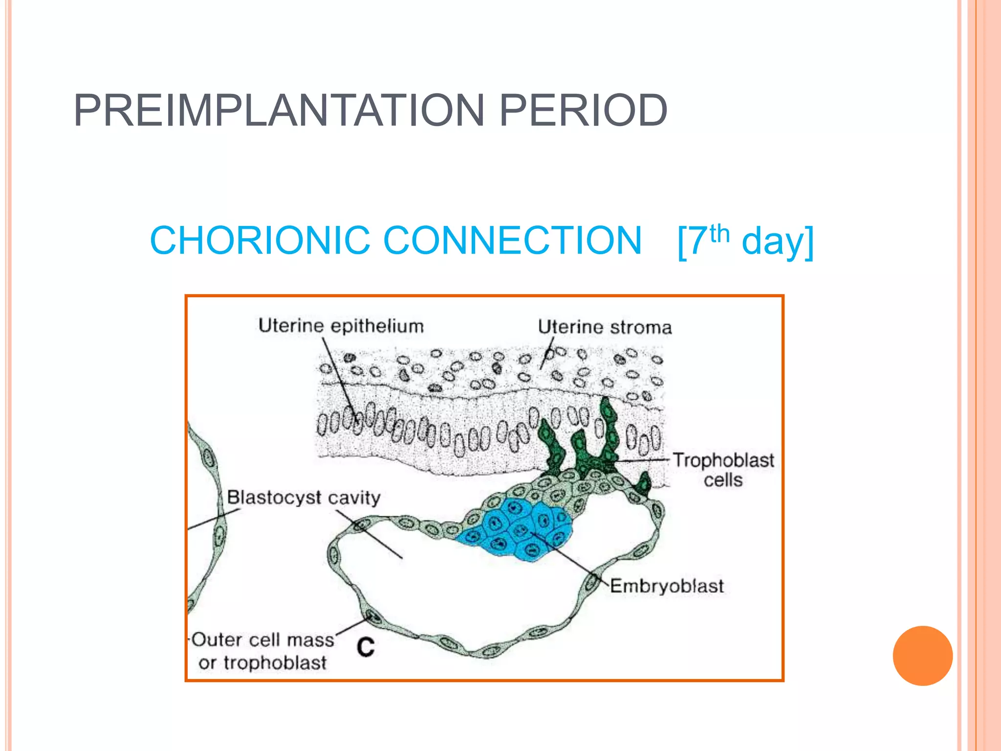 PREIMPLANTATION PERIOD

  CHORIONIC CONNECTION [7th day]
 