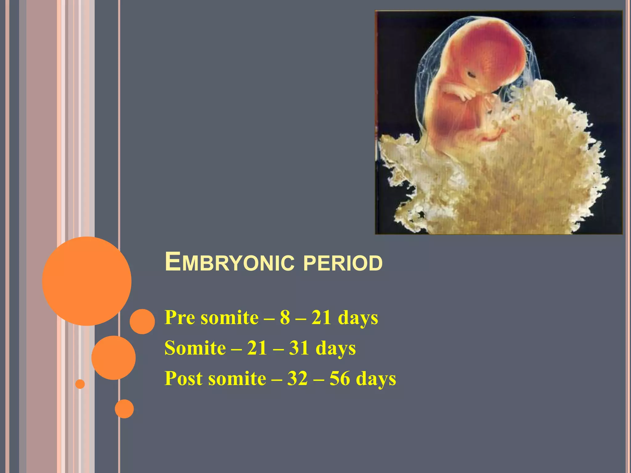 EMBRYONIC PERIOD

Pre somite – 8 – 21 days
Somite – 21 – 31 days
Post somite – 32 – 56 days
 