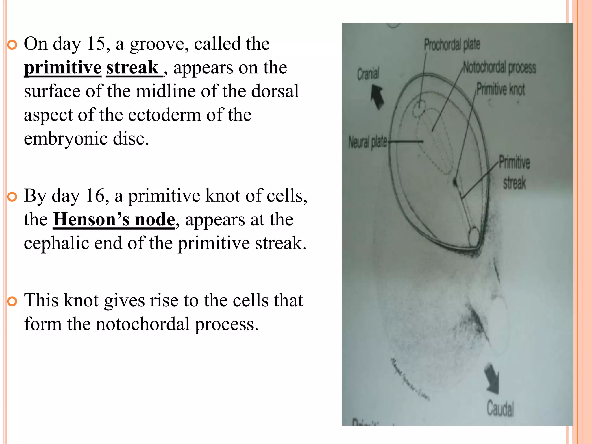    On day 15, a groove, called the
    primitive streak , appears on the
    surface of the midline of the dorsal
    aspect of the ectoderm of the
    embryonic disc.

   By day 16, a primitive knot of cells,
    the Henson’s node, appears at the
    cephalic end of the primitive streak.

   This knot gives rise to the cells that
    form the notochordal process.
 