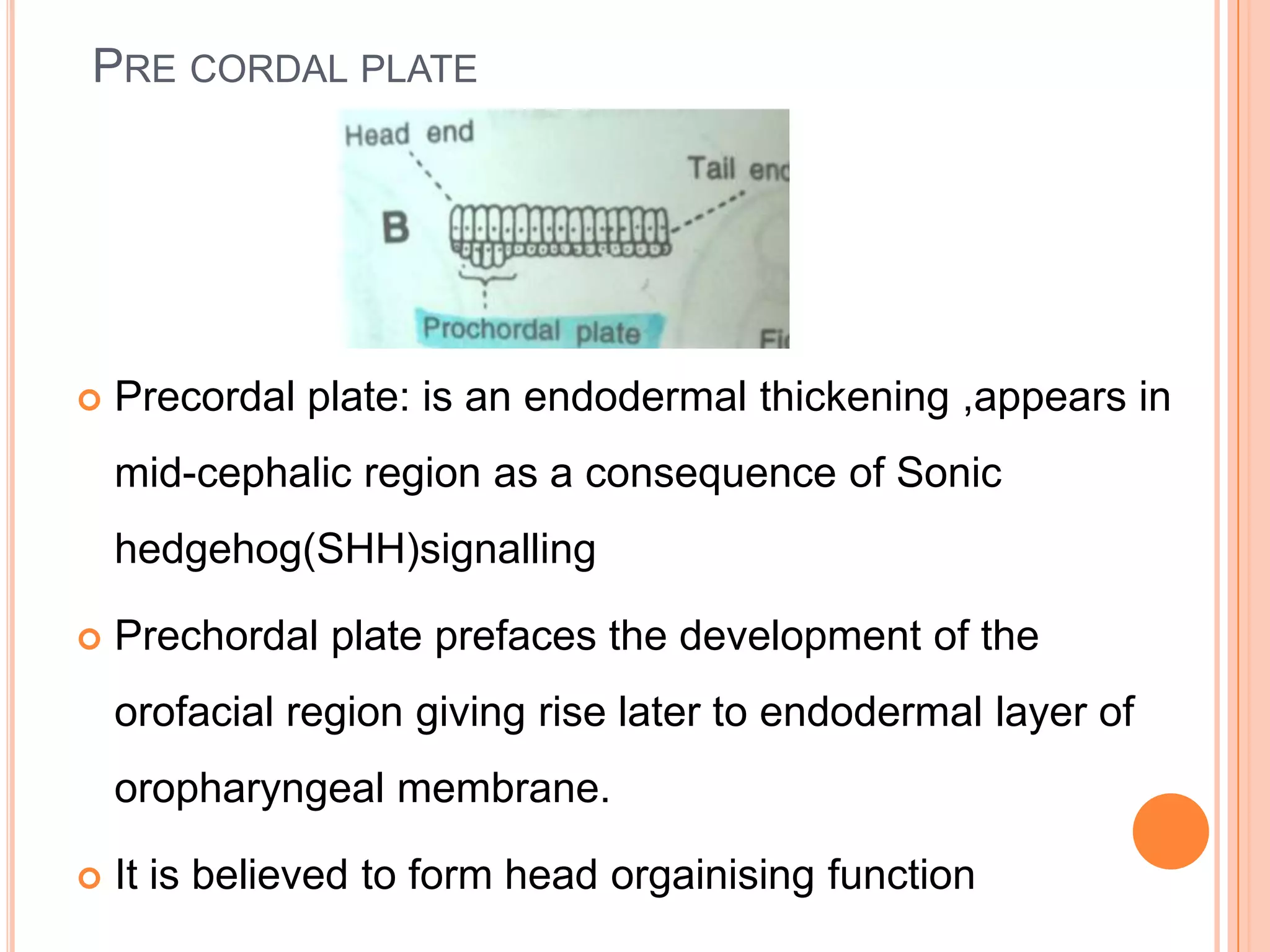 PRE CORDAL PLATE




   Precordal plate: is an endodermal thickening ,appears in
    mid-cephalic region as a consequence of Sonic
    hedgehog(SHH)signalling

   Prechordal plate prefaces the development of the
    orofacial region giving rise later to endodermal layer of
    oropharyngeal membrane.

   It is believed to form head orgainising function
 