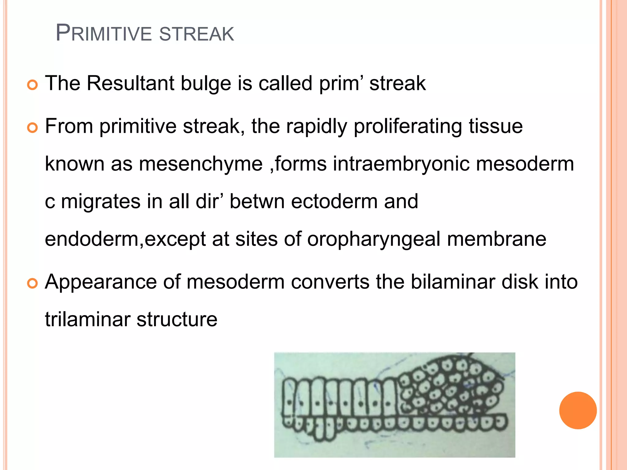 PRIMITIVE STREAK

   The Resultant bulge is called prim’ streak

   From primitive streak, the rapidly proliferating tissue
    known as mesenchyme ,forms intraembryonic mesoderm
    c migrates in all dir’ betwn ectoderm and
    endoderm,except at sites of oropharyngeal membrane

   Appearance of mesoderm converts the bilaminar disk into
    trilaminar structure
 