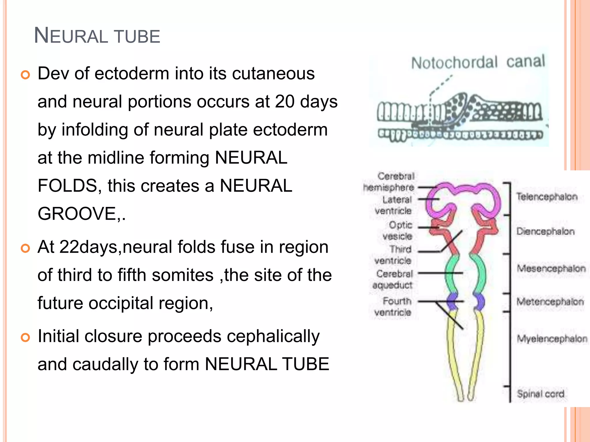 NEURAL TUBE
   Dev of ectoderm into its cutaneous
    and neural portions occurs at 20 days
    by infolding of neural plate ectoderm
    at the midline forming NEURAL
    FOLDS, this creates a NEURAL
    GROOVE,.
   At 22days,neural folds fuse in region
    of third to fifth somites ,the site of the
    future occipital region,
   Initial closure proceeds cephalically
    and caudally to form NEURAL TUBE
 