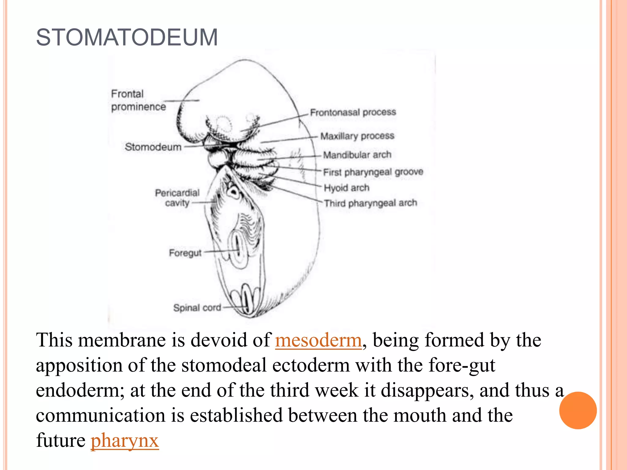 STOMATODEUM




This membrane is devoid of mesoderm, being formed by the
apposition of the stomodeal ectoderm with the fore-gut
endoderm; at the end of the third week it disappears, and thus a
communication is established between the mouth and the
future pharynx
 