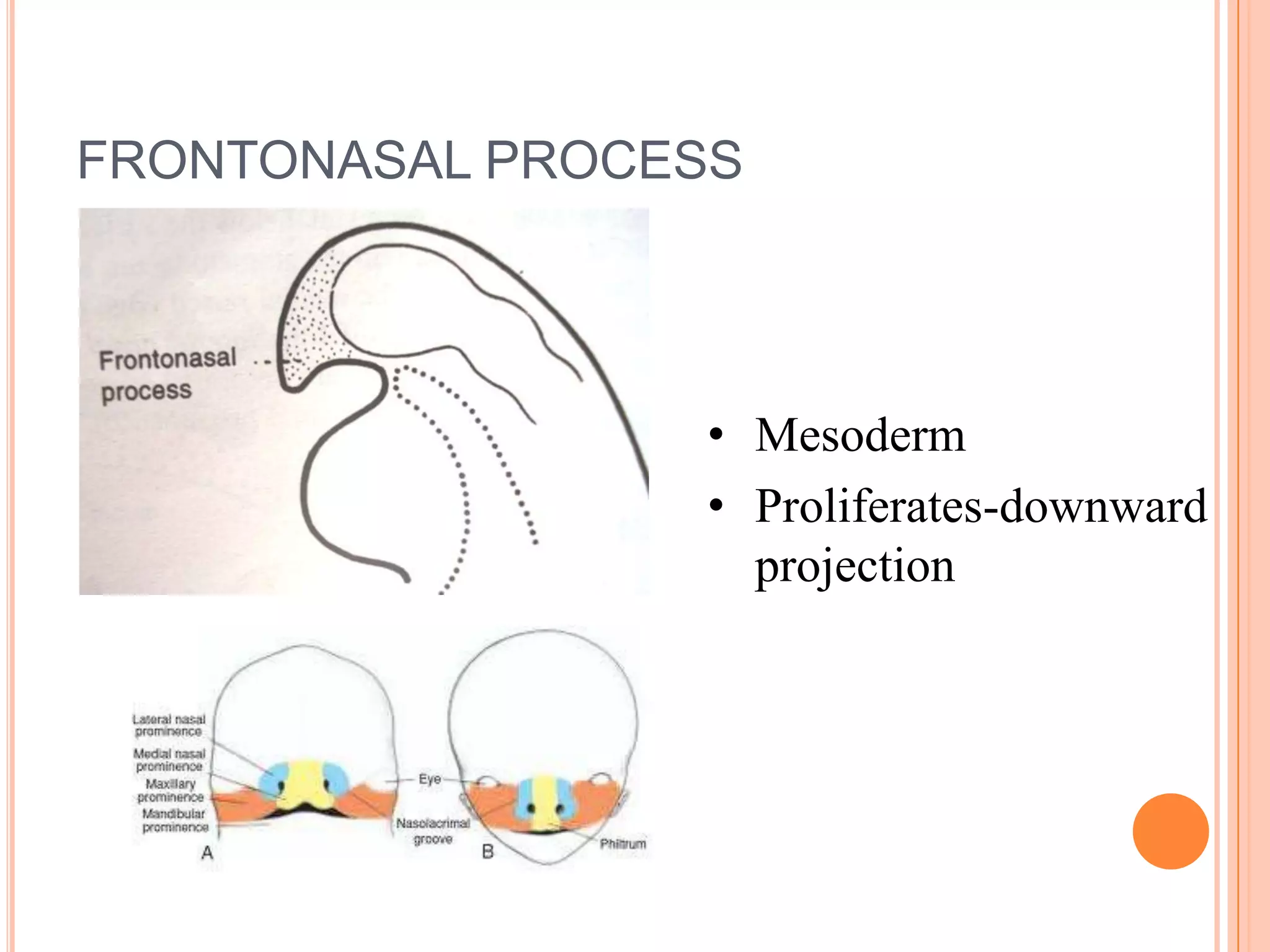 FRONTONASAL PROCESS




                 • Mesoderm
                 • Proliferates-downward
                   projection
 
