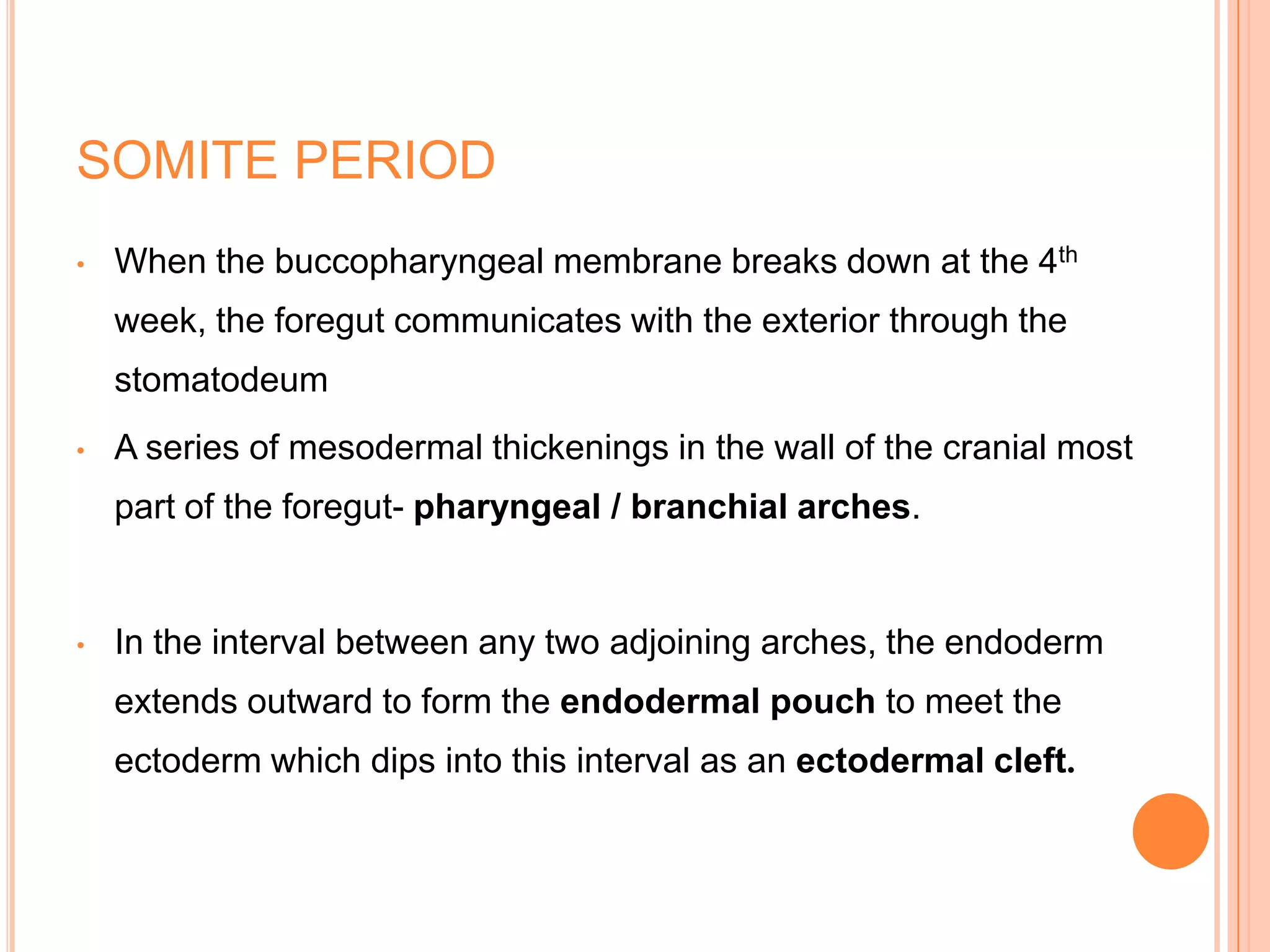 SOMITE PERIOD
•   When the buccopharyngeal membrane breaks down at the 4th
    week, the foregut communicates with the exterior through the
    stomatodeum
•   A series of mesodermal thickenings in the wall of the cranial most
    part of the foregut- pharyngeal / branchial arches.


•   In the interval between any two adjoining arches, the endoderm
    extends outward to form the endodermal pouch to meet the
    ectoderm which dips into this interval as an ectodermal cleft.
 