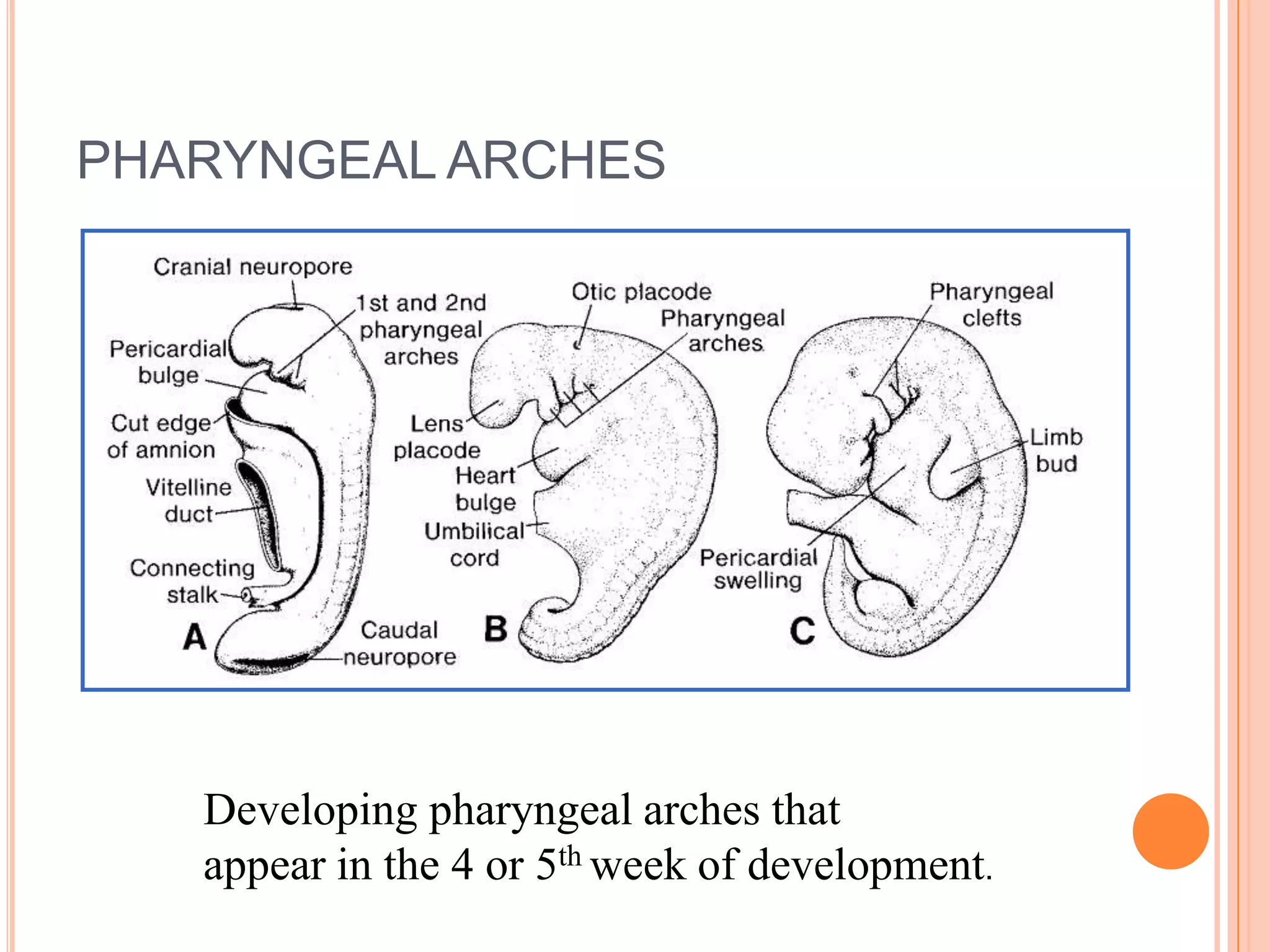 PHARYNGEAL ARCHES




   Developing pharyngeal arches that
   appear in the 4 or 5th week of development.
 