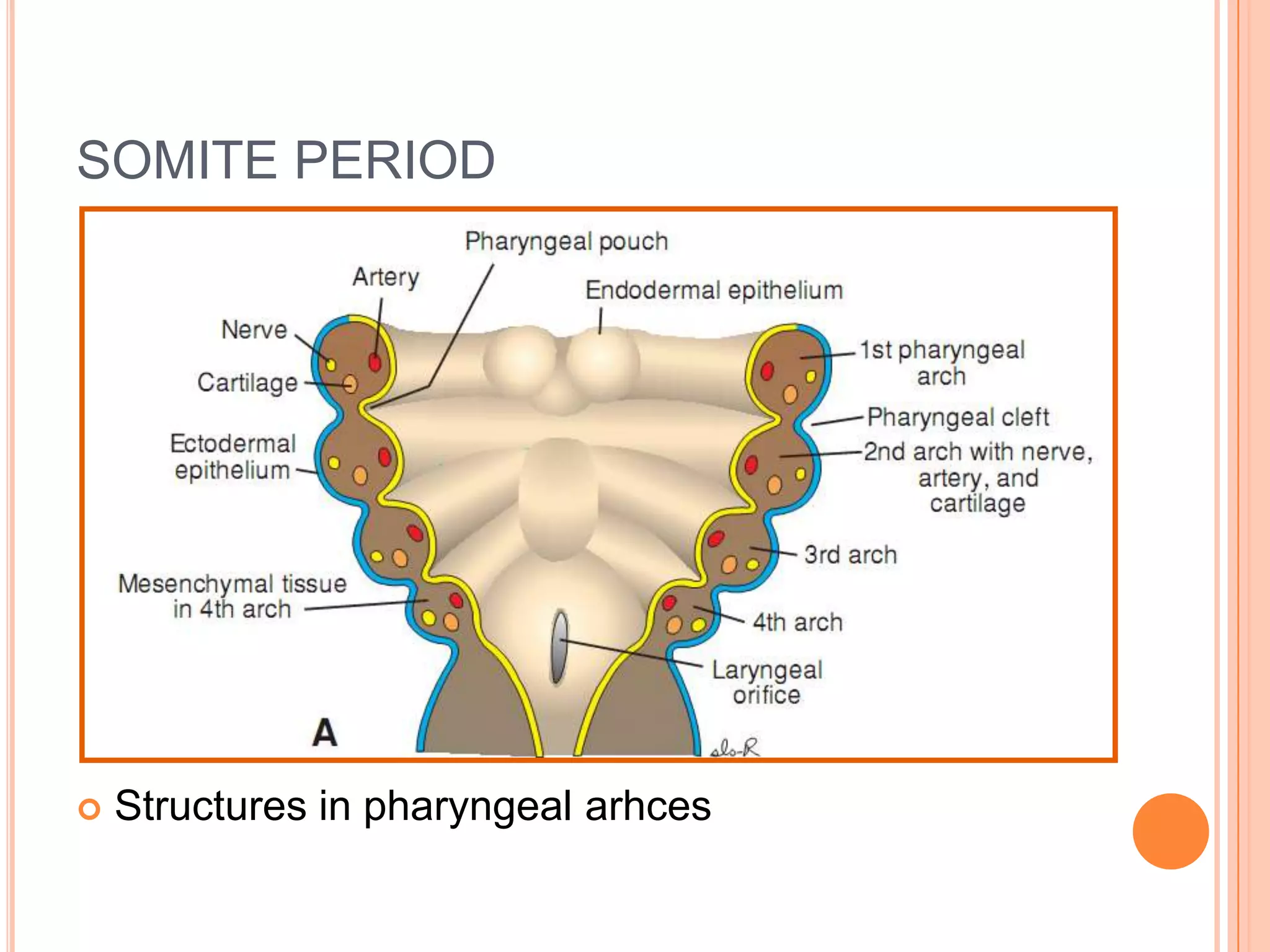 SOMITE PERIOD




   Structures in pharyngeal arhces
 