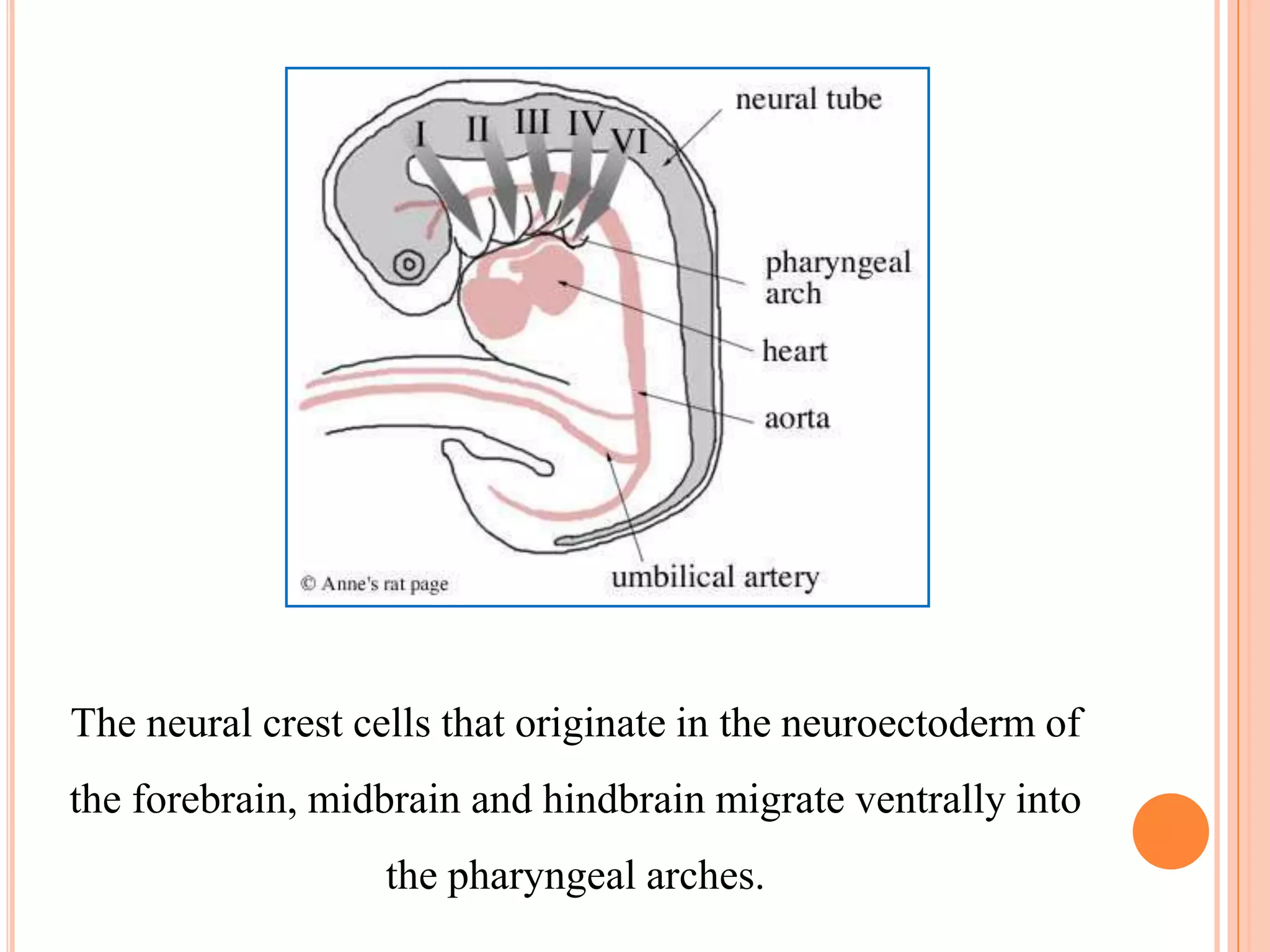 The neural crest cells that originate in the neuroectoderm of
the forebrain, midbrain and hindbrain migrate ventrally into
                   the pharyngeal arches.
 