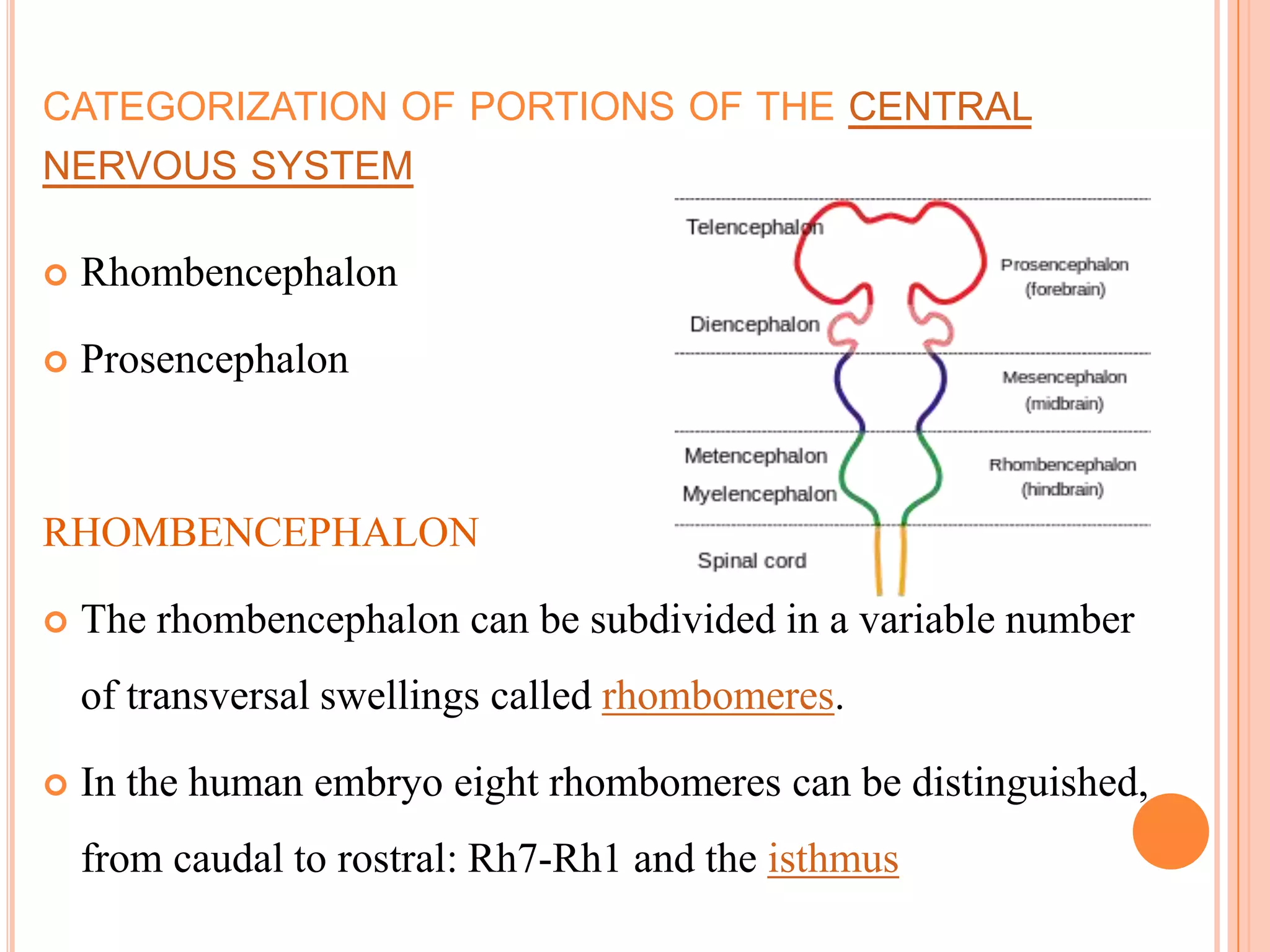 CATEGORIZATION OF PORTIONS OF THE CENTRAL
NERVOUS SYSTEM

   Rhombencephalon

   Prosencephalon



RHOMBENCEPHALON

   The rhombencephalon can be subdivided in a variable number
    of transversal swellings called rhombomeres.

   In the human embryo eight rhombomeres can be distinguished,
    from caudal to rostral: Rh7-Rh1 and the isthmus
 