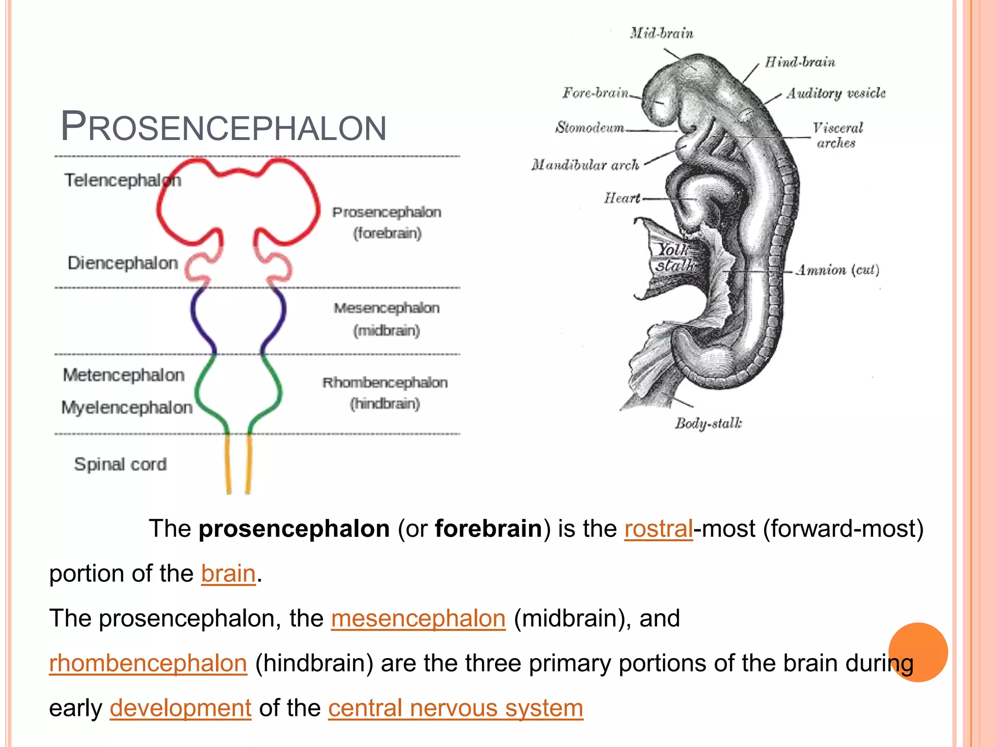 PROSENCEPHALON




         The prosencephalon (or forebrain) is the rostral-most (forward-most)
portion of the brain.
The prosencephalon, the mesencephalon (midbrain), and
rhombencephalon (hindbrain) are the three primary portions of the brain during
early development of the central nervous system
 