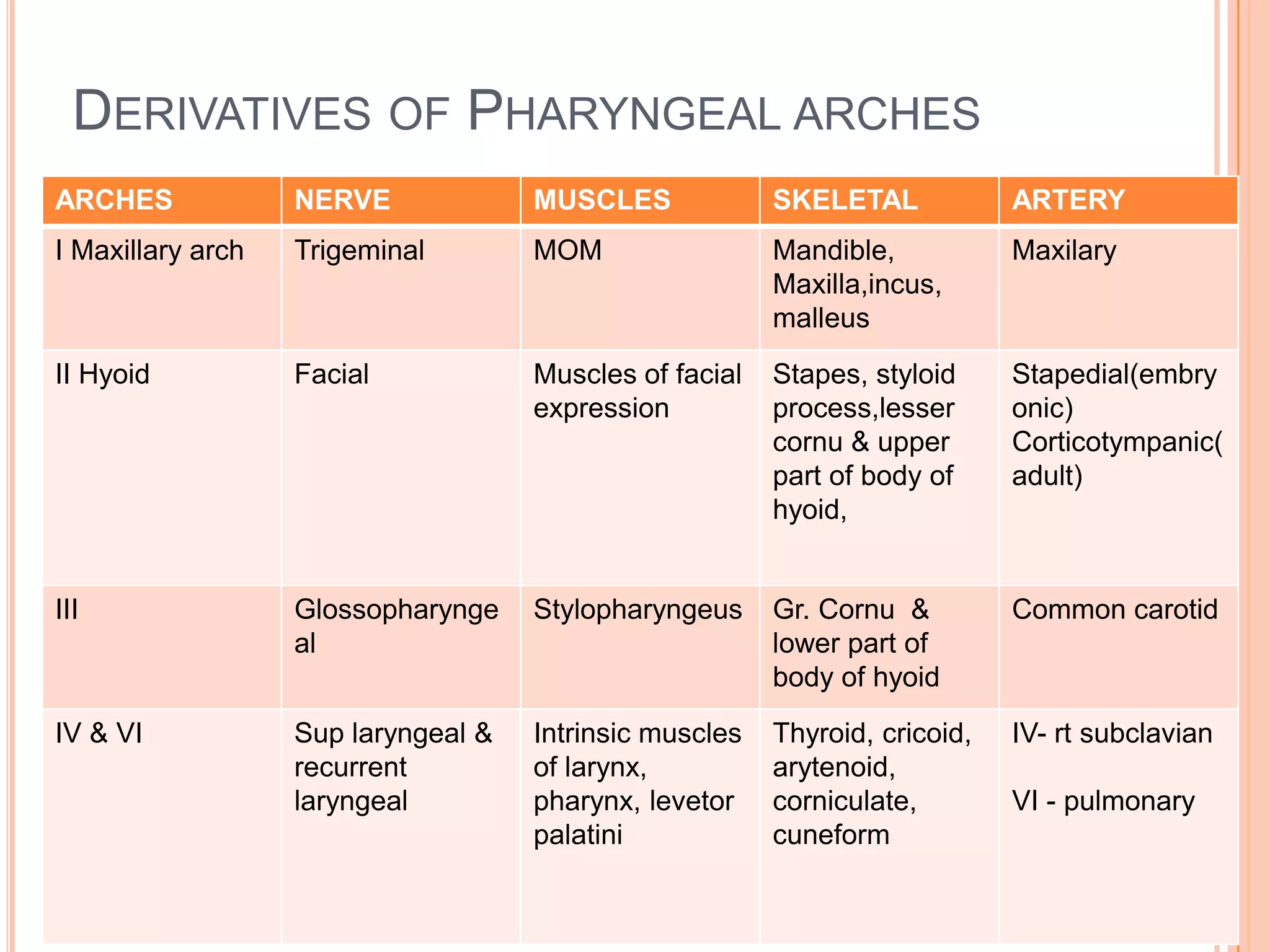 DERIVATIVES OF PHARYNGEAL ARCHES
ARCHES             NERVE             MUSCLES             SKELETAL            ARTERY
I Maxillary arch   Trigeminal        MOM                 Mandible,           Maxilary
                                                         Maxilla,incus,
                                                         malleus
II Hyoid           Facial            Muscles of facial   Stapes, styloid     Stapedial(embry
                                     expression          process,lesser      onic)
                                                         cornu & upper       Corticotympanic(
                                                         part of body of     adult)
                                                         hyoid,


III                Glossopharynge    Stylopharyngeus     Gr. Cornu &         Common carotid
                   al                                    lower part of
                                                         body of hyoid
IV & VI            Sup laryngeal &   Intrinsic muscles   Thyroid, cricoid,   IV- rt subclavian
                   recurrent         of larynx,          arytenoid,
                   laryngeal         pharynx, levetor    corniculate,        VI - pulmonary
                                     palatini            cuneform
 