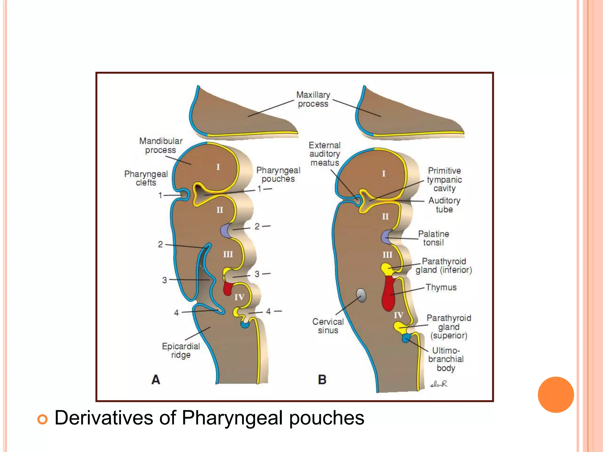    Derivatives of Pharyngeal pouches
 