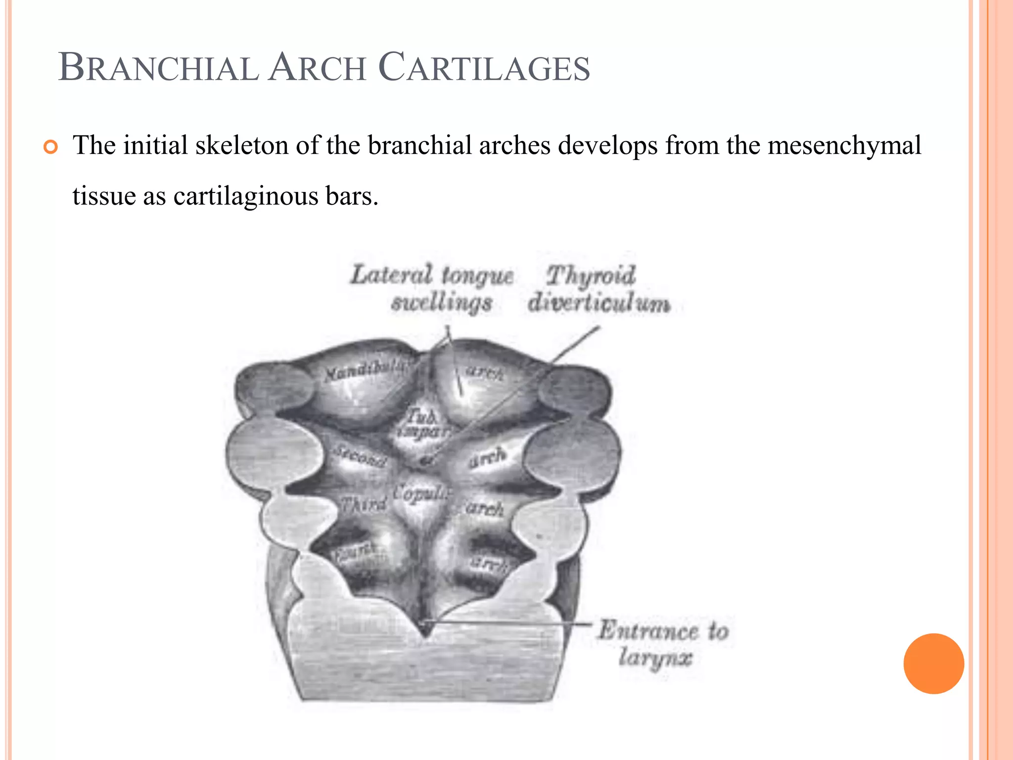 BRANCHIAL ARCH CARTILAGES
   The initial skeleton of the branchial arches develops from the mesenchymal
    tissue as cartilaginous bars.
 