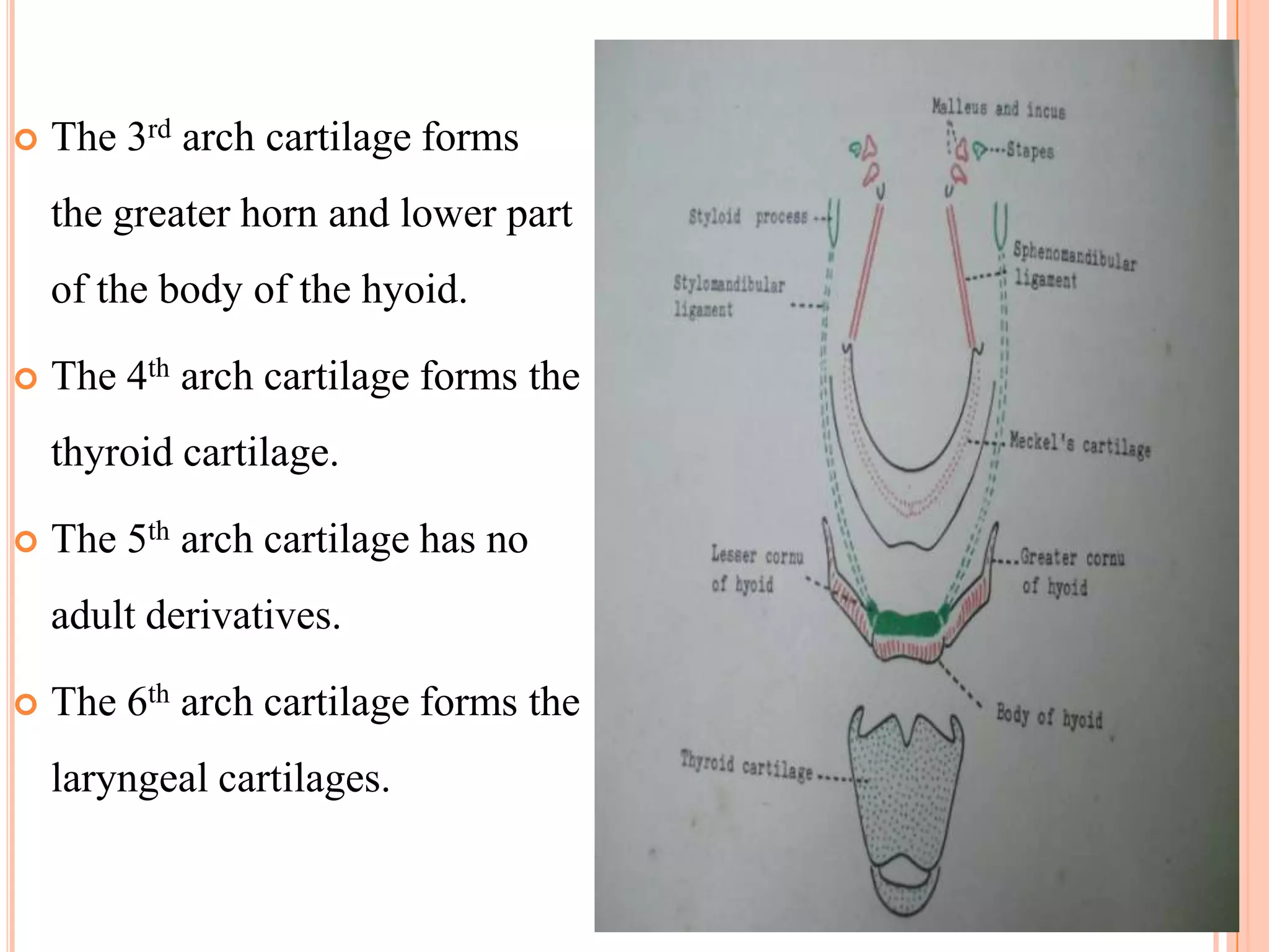    The 3rd arch cartilage forms
    the greater horn and lower part
    of the body of the hyoid.

   The 4th arch cartilage forms the
    thyroid cartilage.

   The 5th arch cartilage has no
    adult derivatives.

   The 6th arch cartilage forms the
    laryngeal cartilages.
 